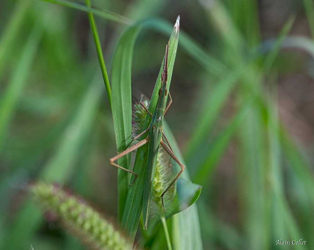 Nikon D800 + Sigma 150mm F2.8 EX DG OS Macro HSM sample photo. Truxale occitane photography