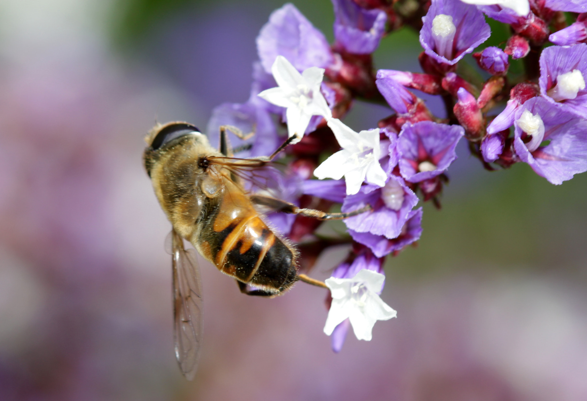 Canon EF 100mm F2.8 Macro USM sample photo. Bee photography