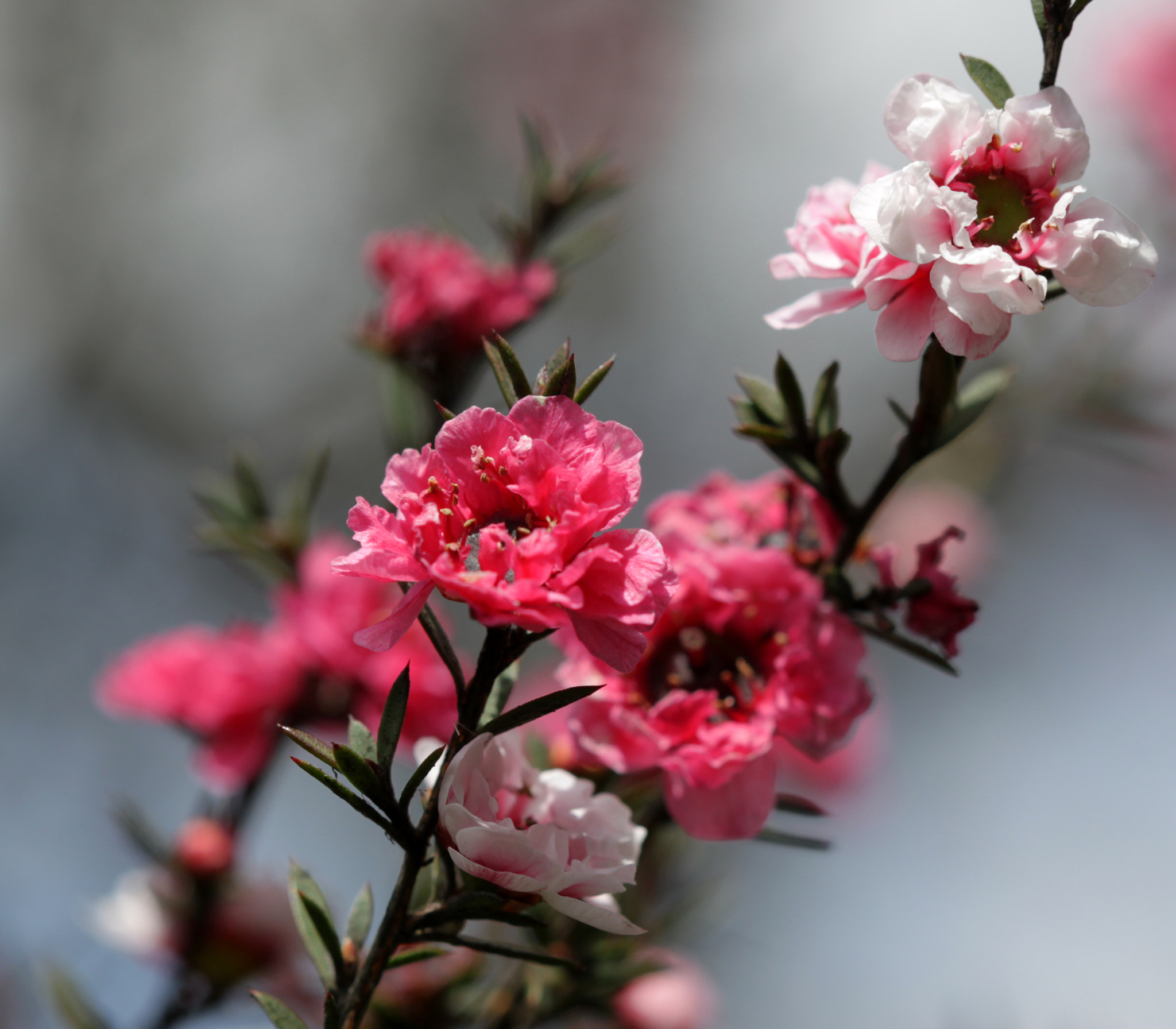 Canon EF 100mm F2.8 Macro USM sample photo