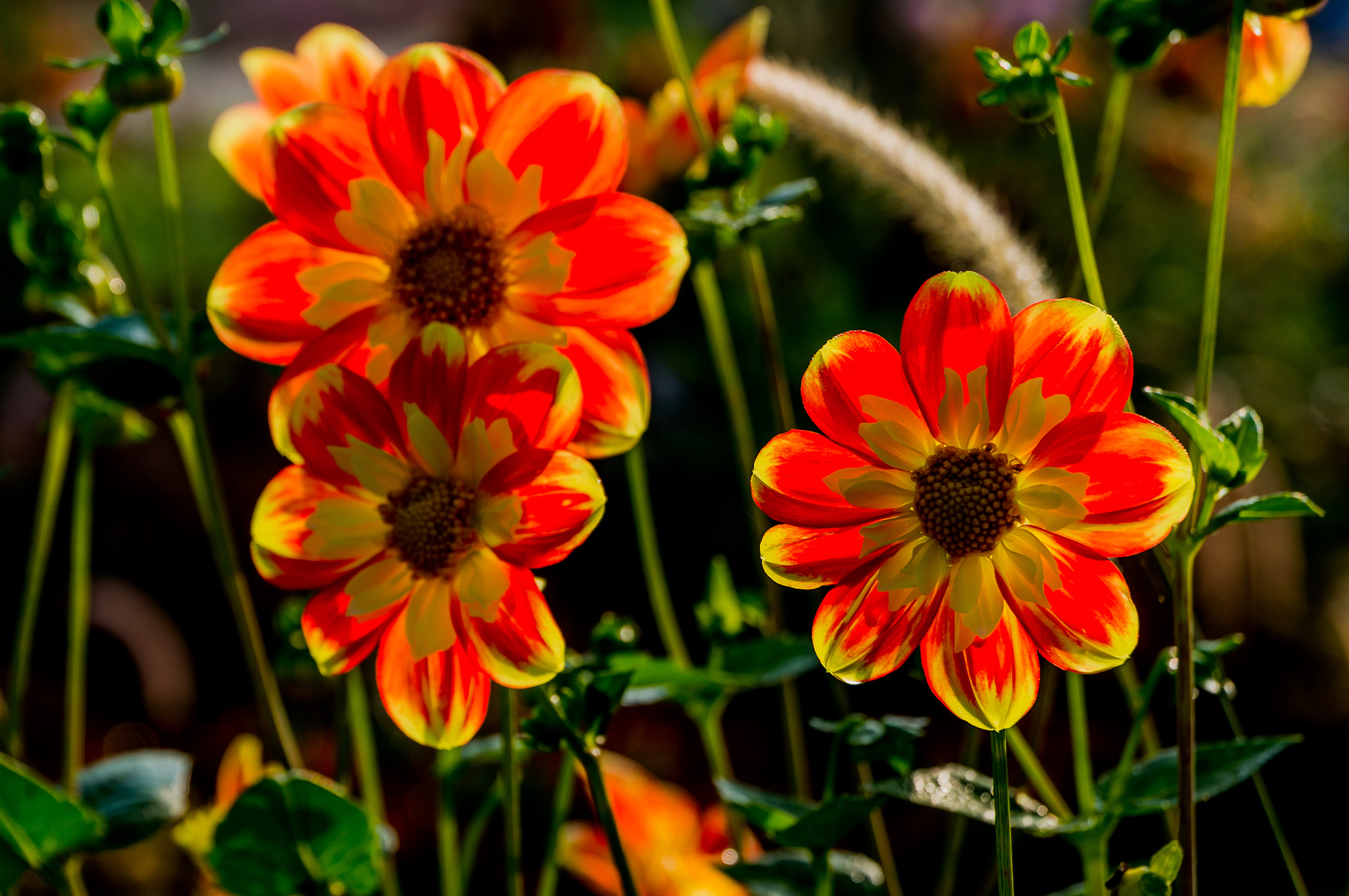 Sony Alpha NEX-6 + Sony E PZ 18-105mm F4 G OSS sample photo. Dahlia vi photography