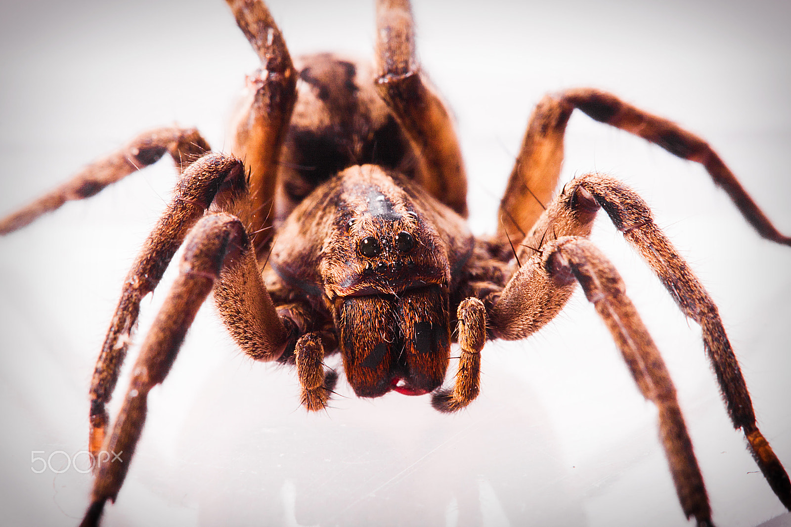 Canon EF 180mm F3.5L Macro USM sample photo. Spider photography