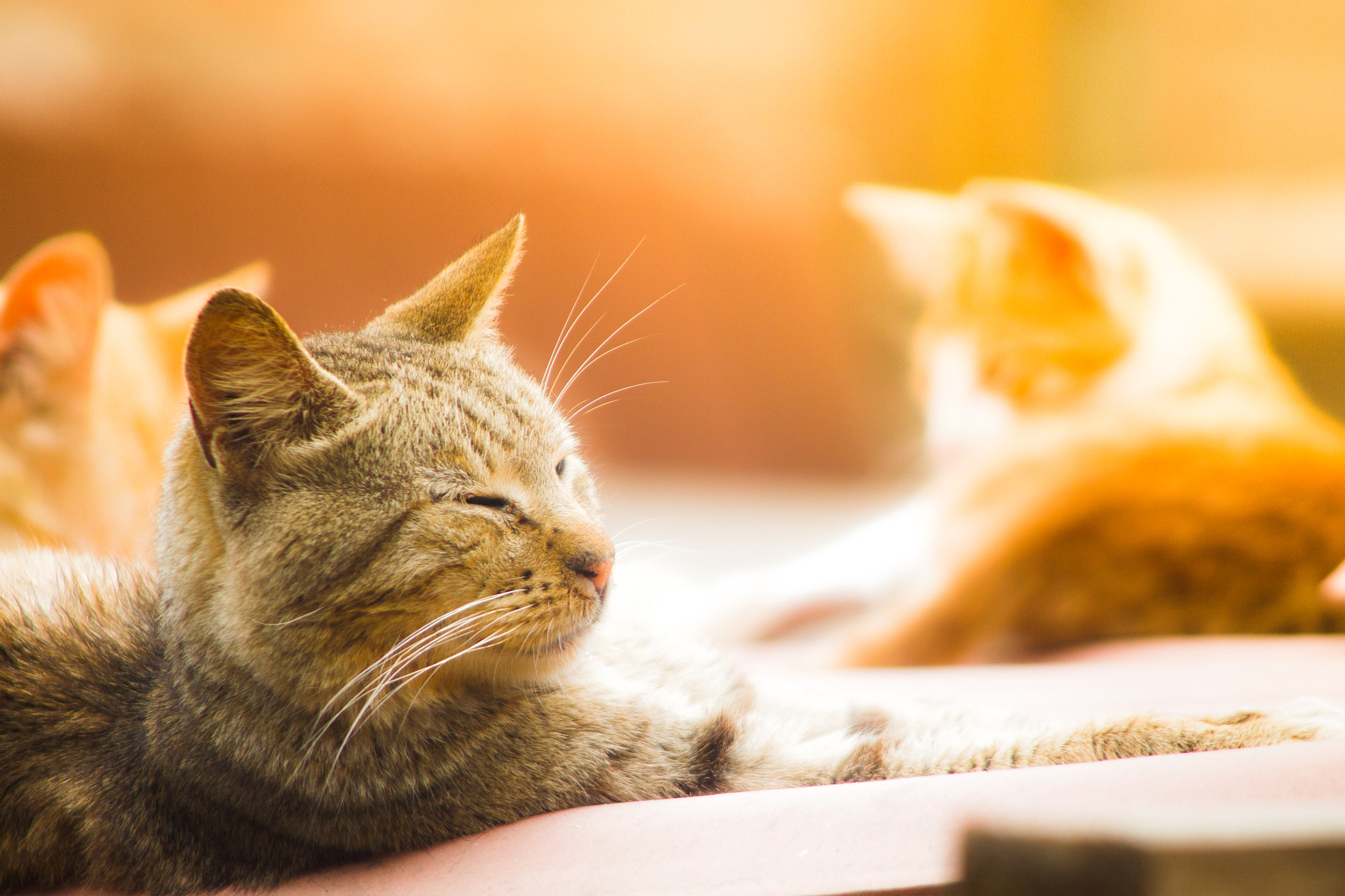 Canon EF 90-300mm F4.5-5.6 sample photo. Felinos photography
