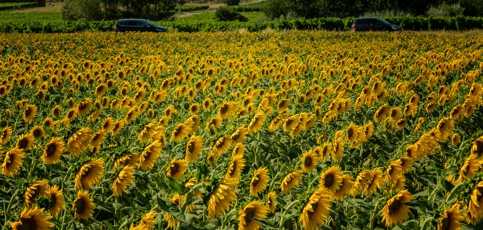 Nikon D5 + Nikon AF-S Nikkor 28-300mm F3.5-5.6G ED VR sample photo. Sunflower photography