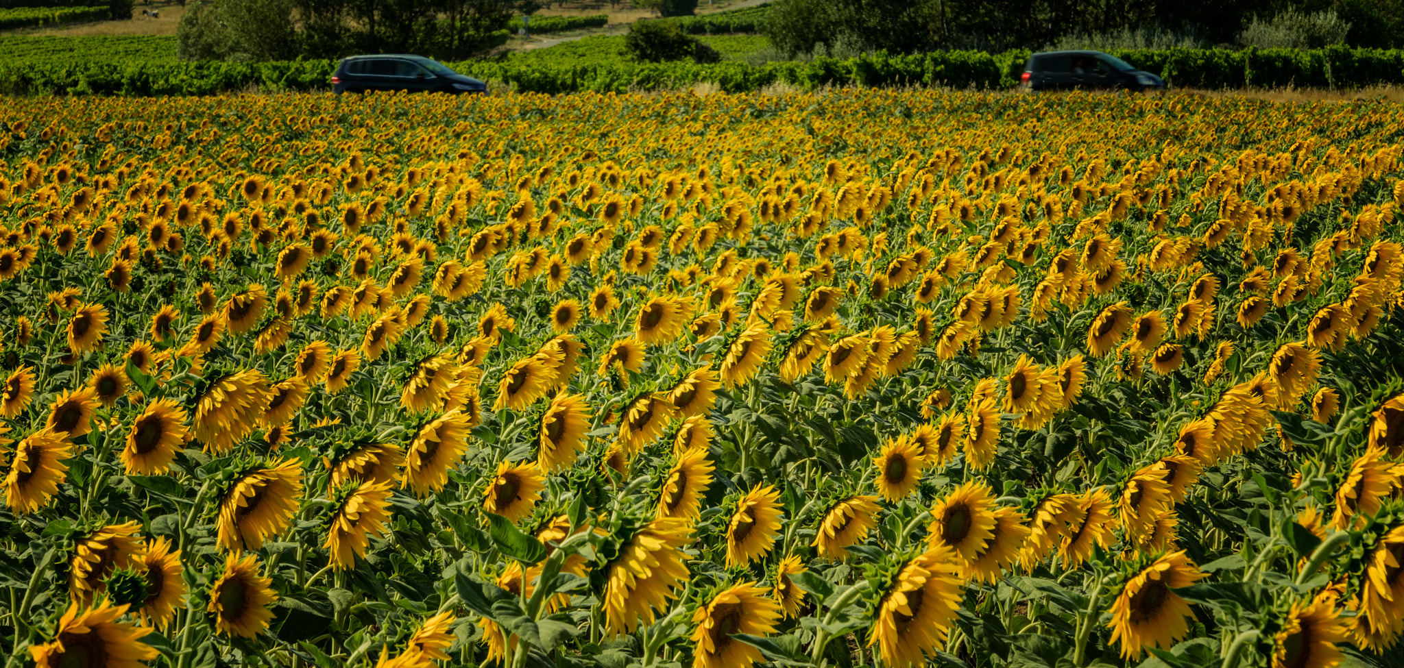 Nikon D5 sample photo. Sunflower photography