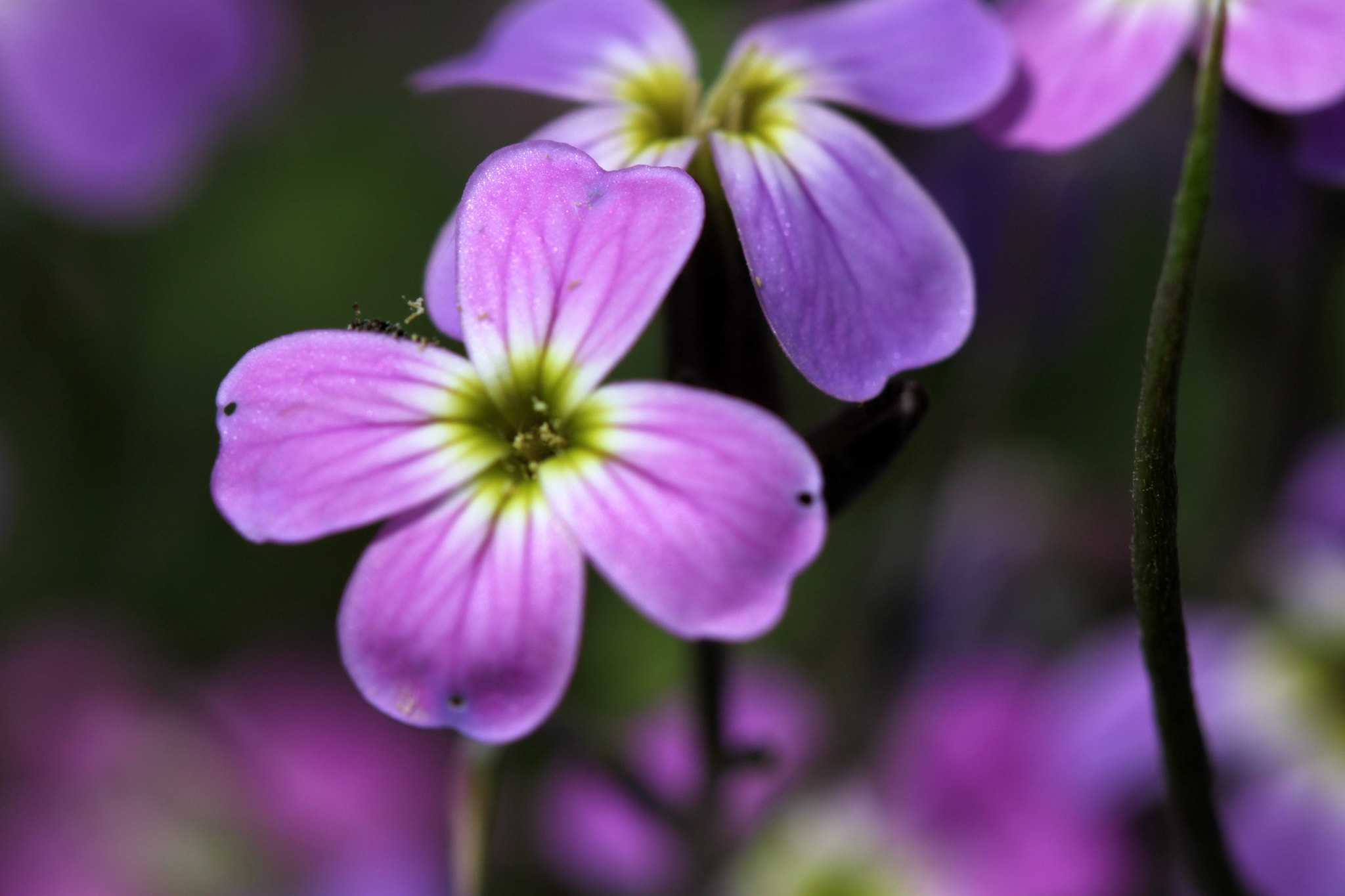 Canon EF 100mm F2.8 Macro USM sample photo