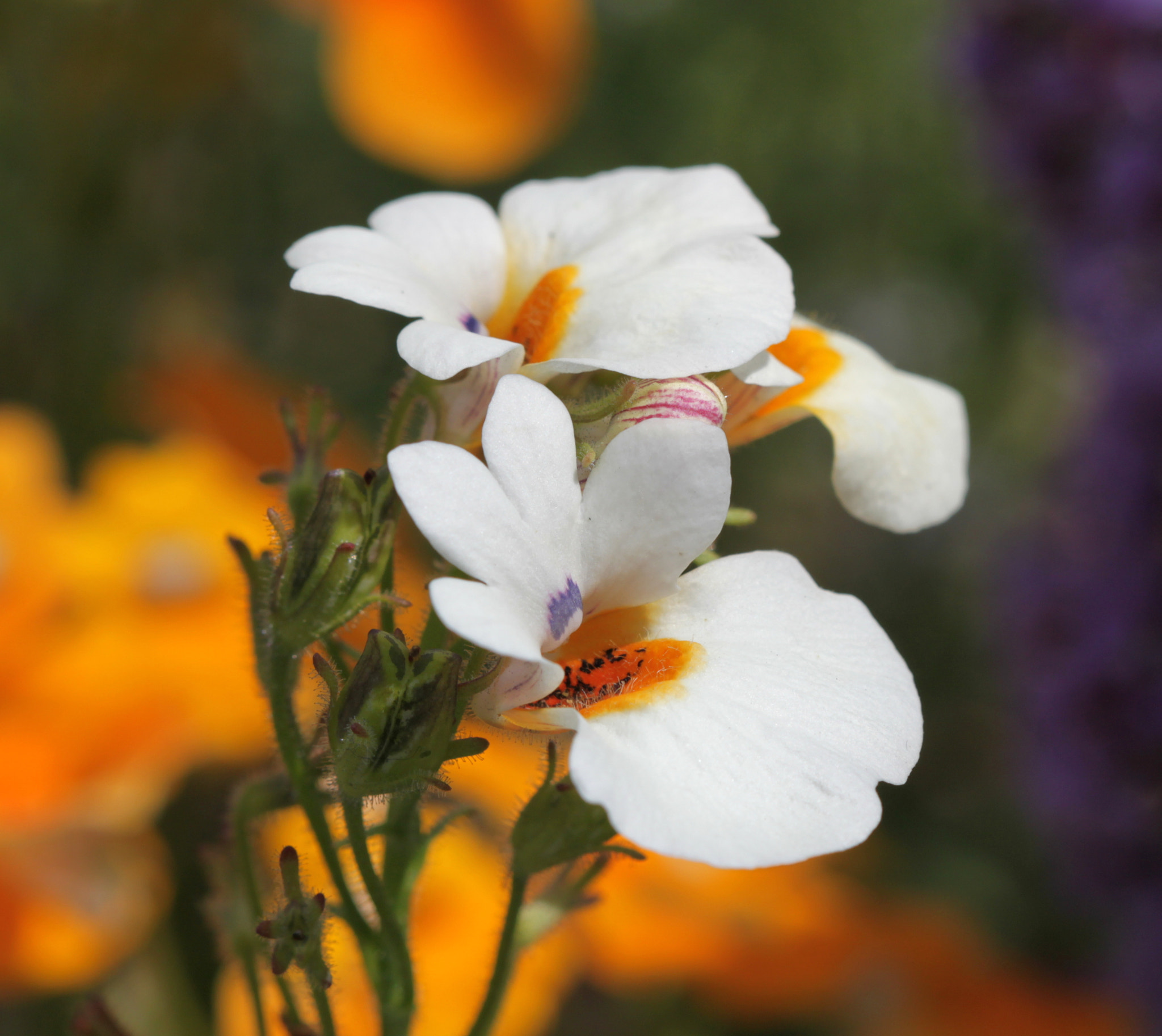 Canon EF 100mm F2.8 Macro USM sample photo