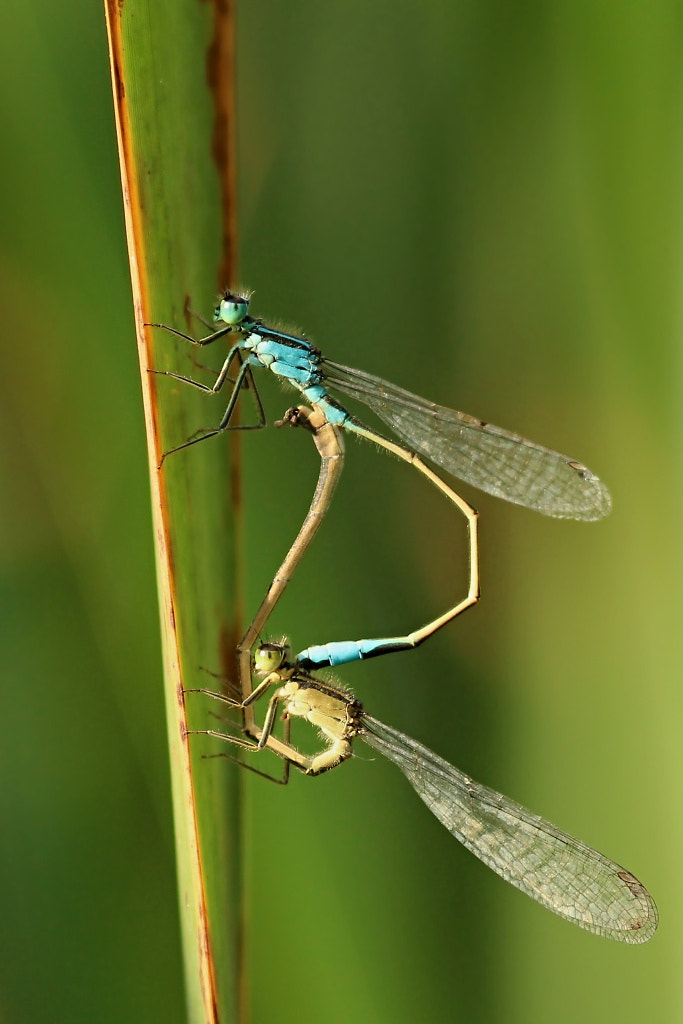 Sigma 105mm F2.8 EX DG Macro sample photo. Love dragonfly... photography