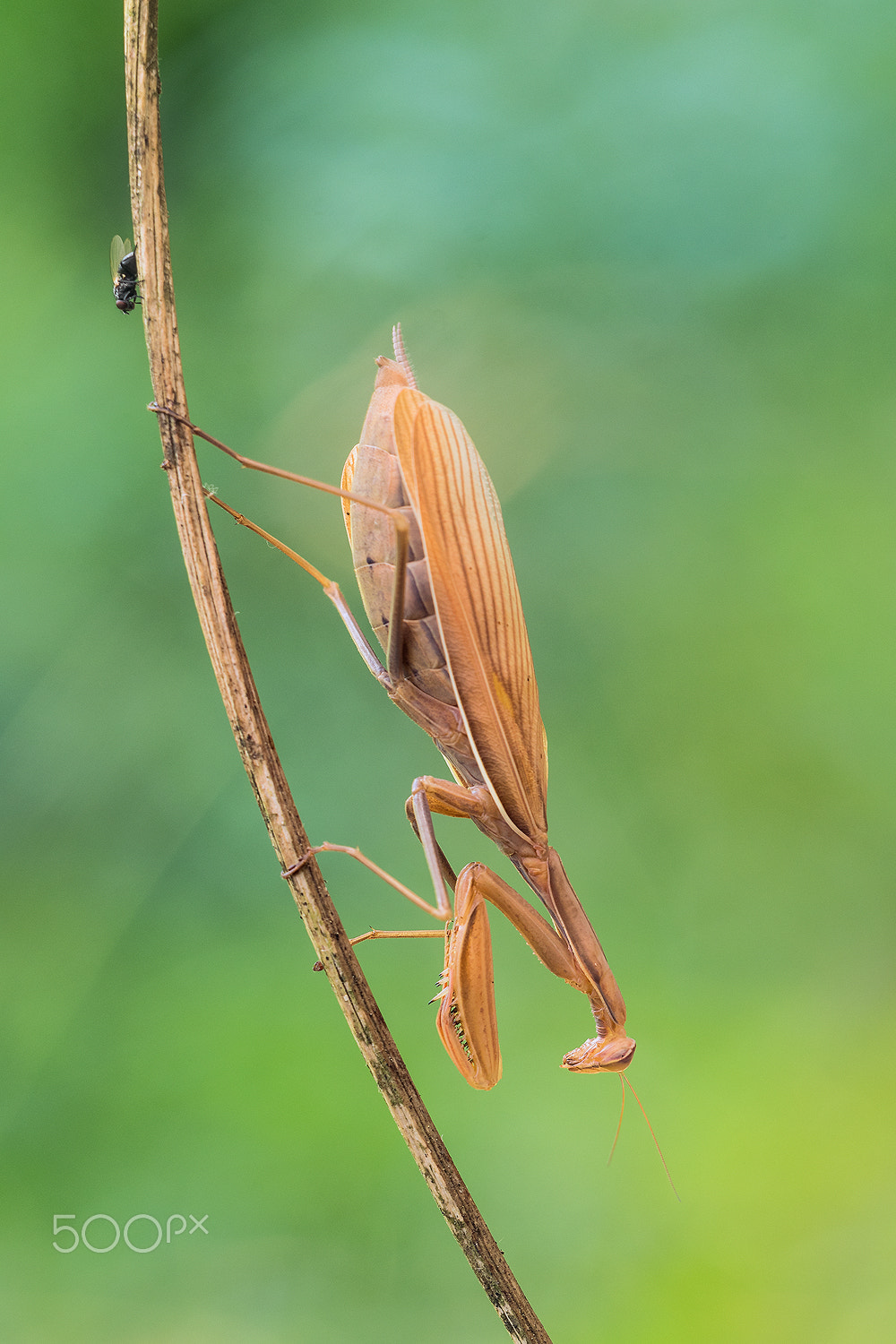 Sigma 150mm F2.8 EX DG Macro HSM sample photo. Mantis religiosa photography