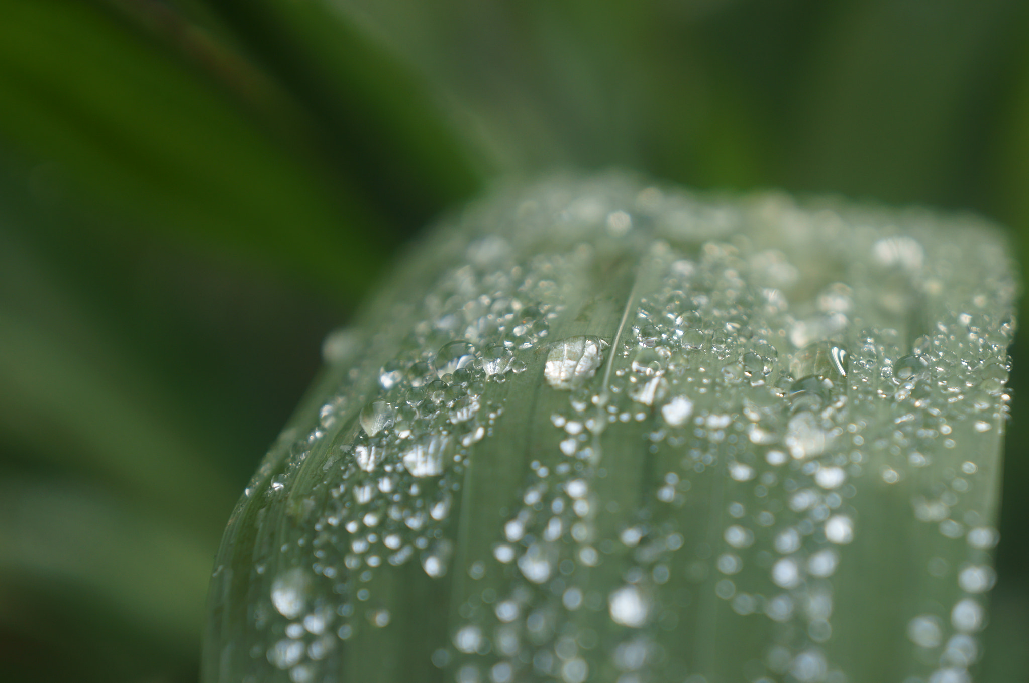 Sony FE 28-70mm F3.5-5.6 OSS sample photo. After the rain photography