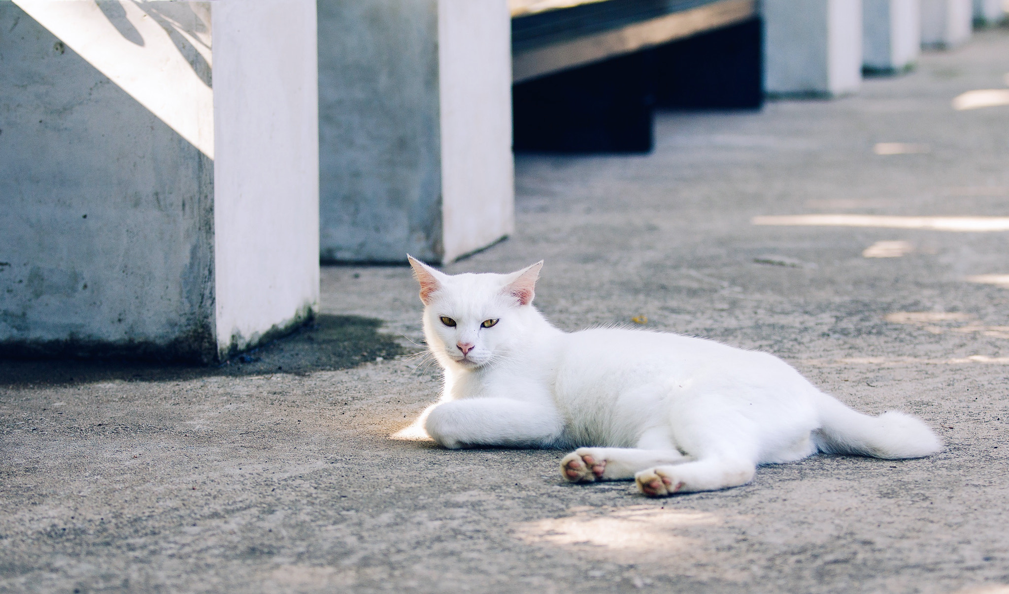 Canon EF 70-200mm F2.8L IS II USM sample photo