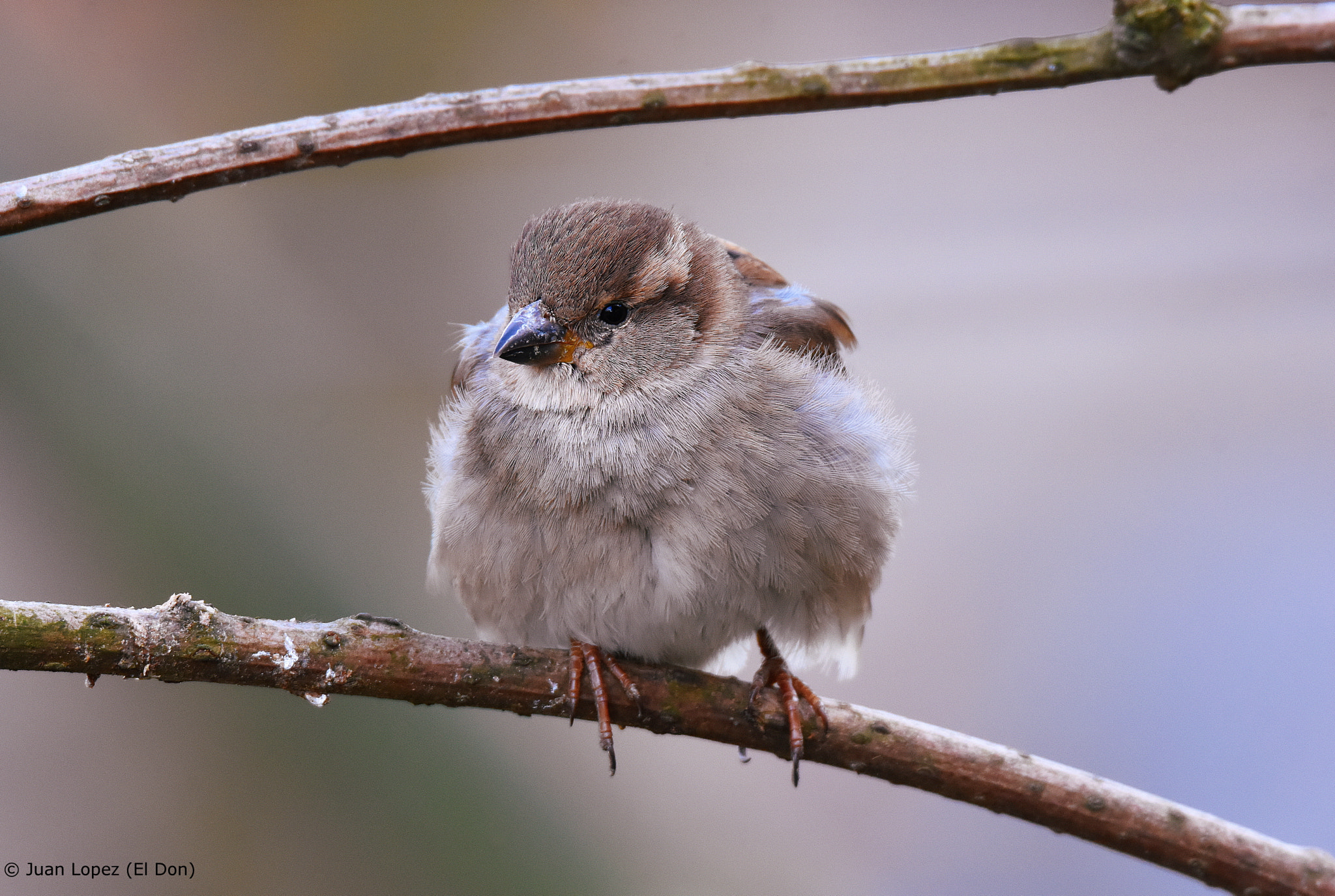 Sigma 150-600mm F5-6.3 DG OS HSM | S sample photo. Vogel photography