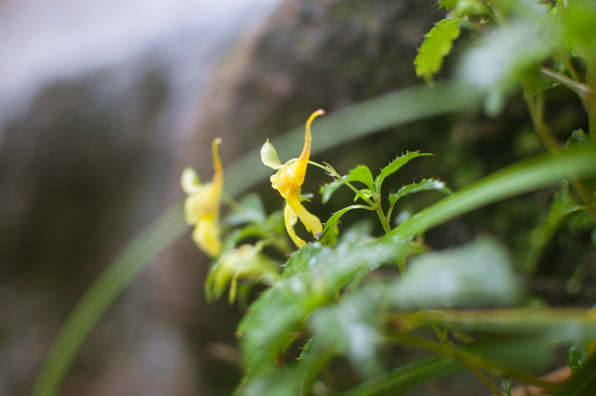 Nikon D40 sample photo. Wild flowers photography