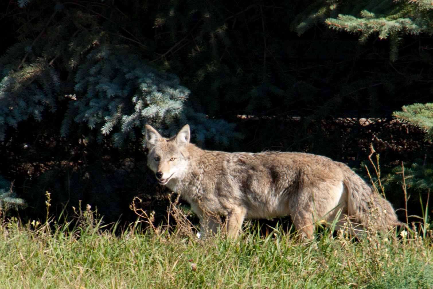 Canon EOS 50D sample photo. Urban coyote photography