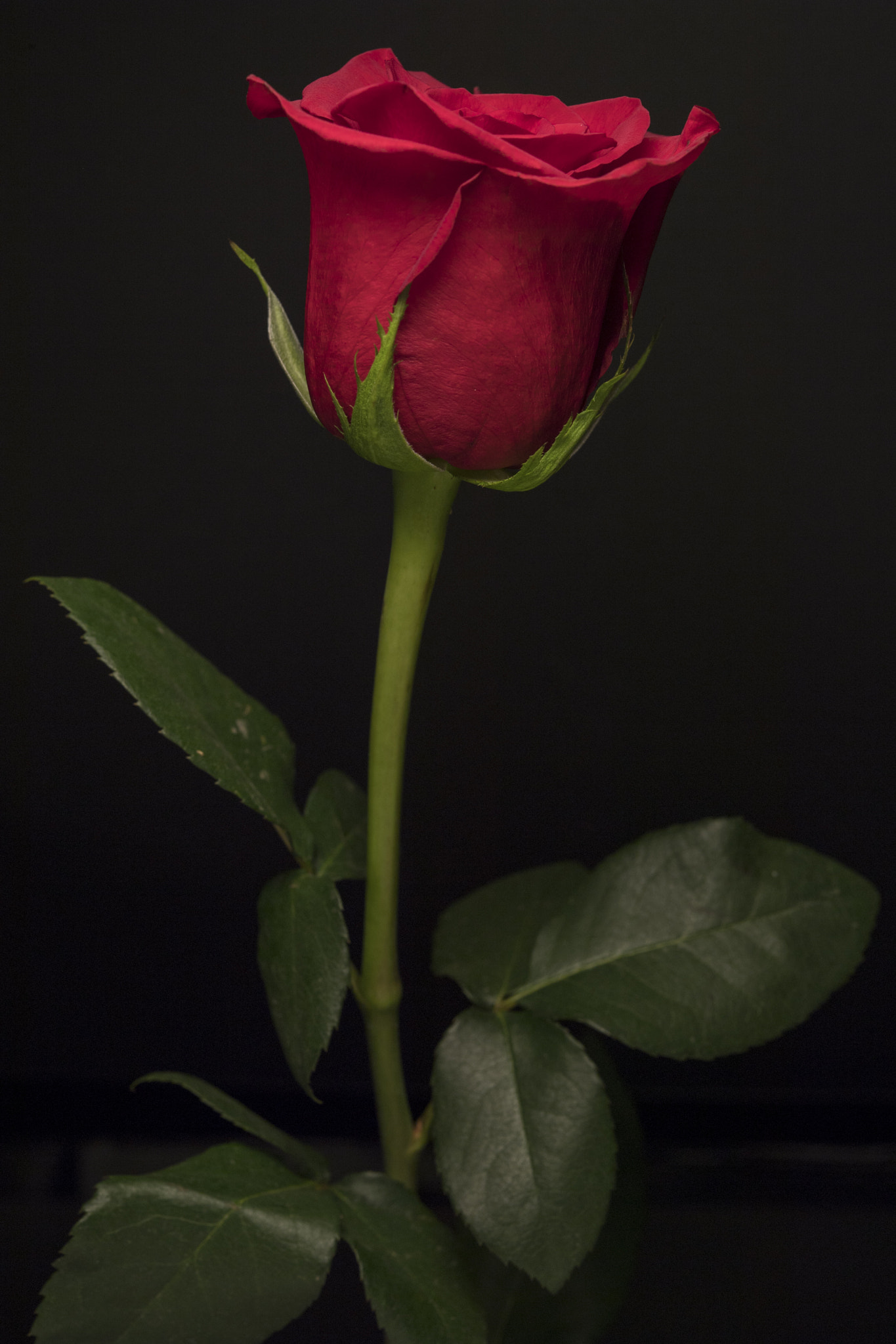 Nikon AF-S Micro-Nikkor 60mm F2.8G ED sample photo. 20161013_0066.jpg photography