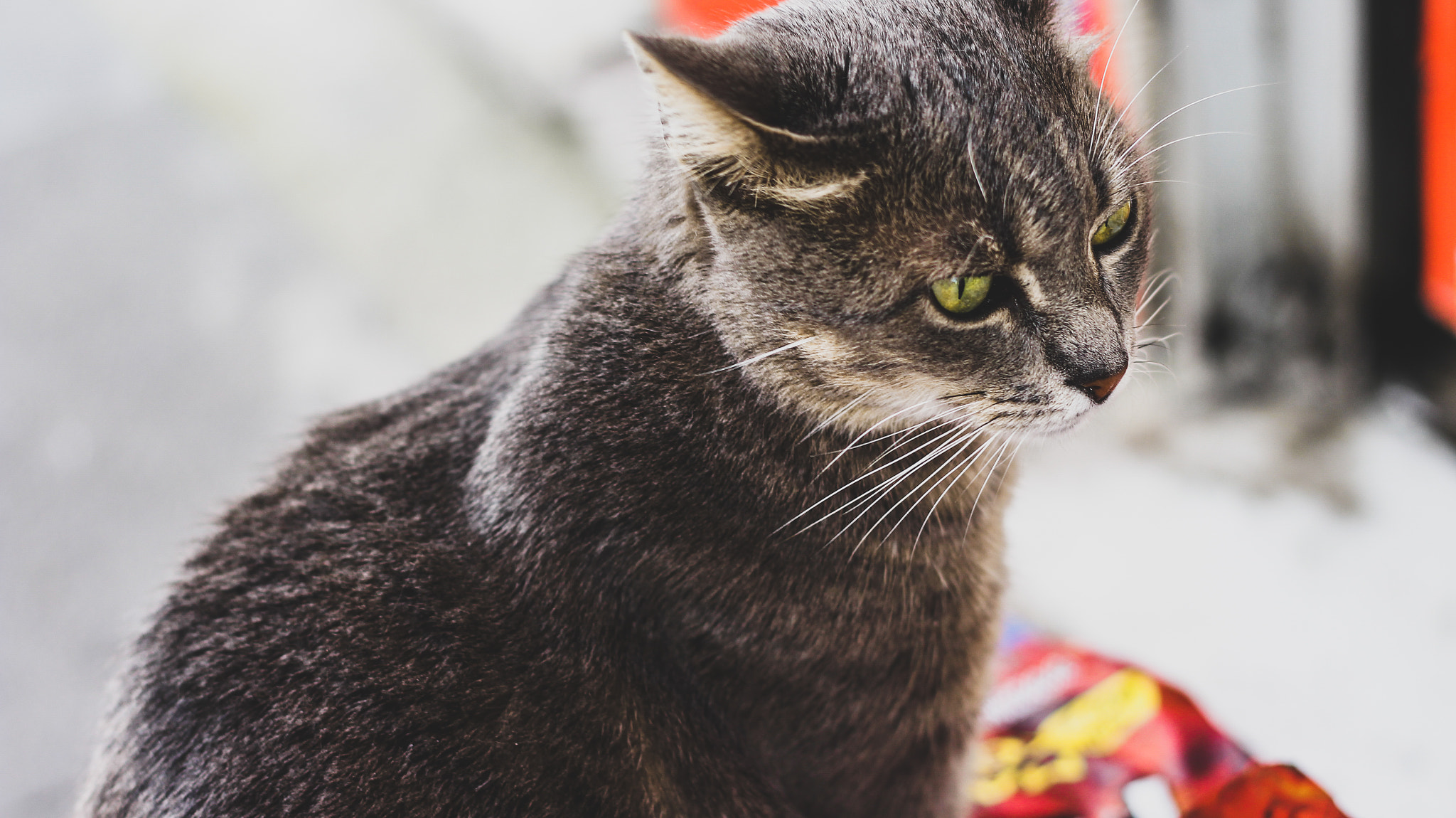 Canon EOS 700D (EOS Rebel T5i / EOS Kiss X7i) + Canon EF 50mm F1.8 II sample photo. Gray cat soo good photography