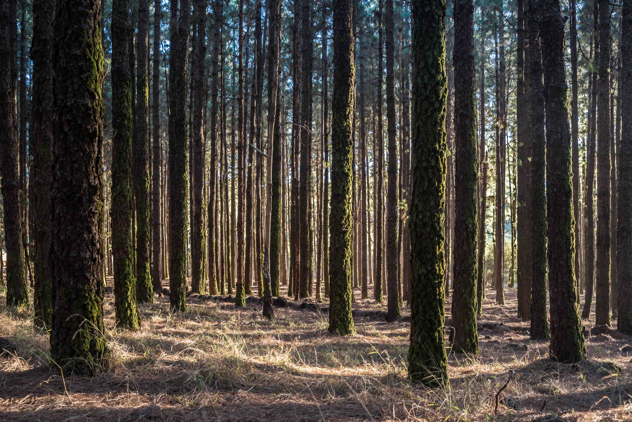 AF Zoom-Nikkor 35-70mm f/3.3-4.5 N sample photo. Paths photography
