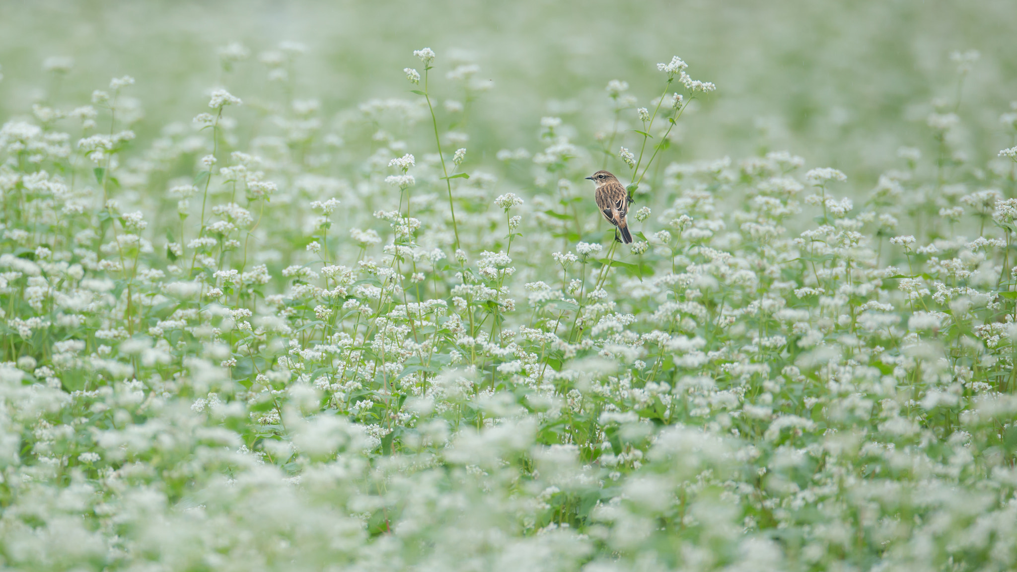 Canon EOS-1D X + Canon EF 800mm F5.6L IS USM sample photo. 蕎麦畑 photography