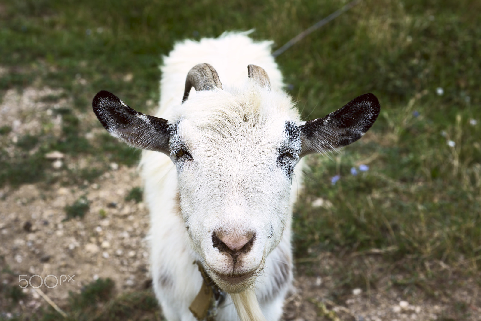 Nikon D800 + Nikon AF Micro-Nikkor 60mm F2.8D sample photo. Heppy white goat photography