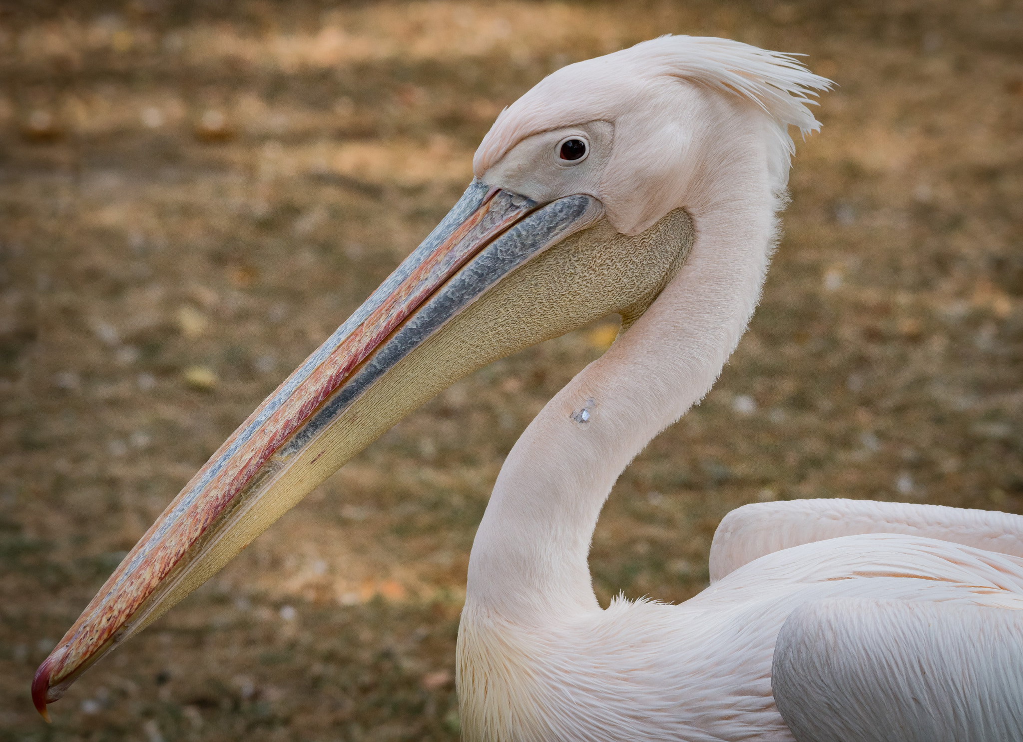 Sigma 150-500mm F5-6.3 DG OS HSM sample photo. *pelikan* photography