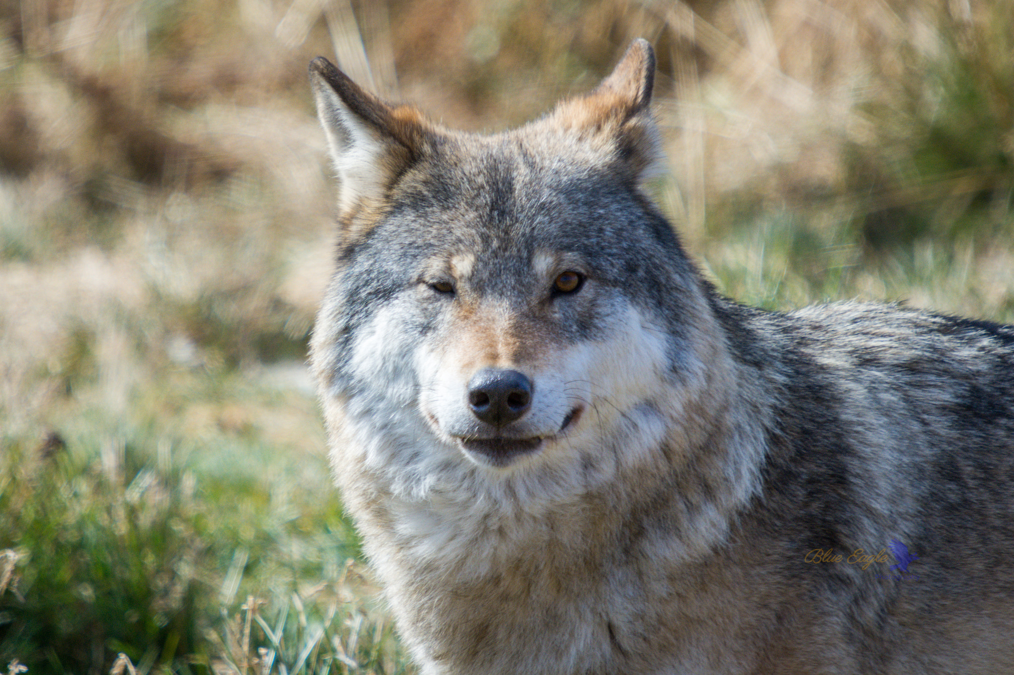 Sigma 50-500mm F4-6.3 EX APO RF HSM sample photo. Looking at me ? photography