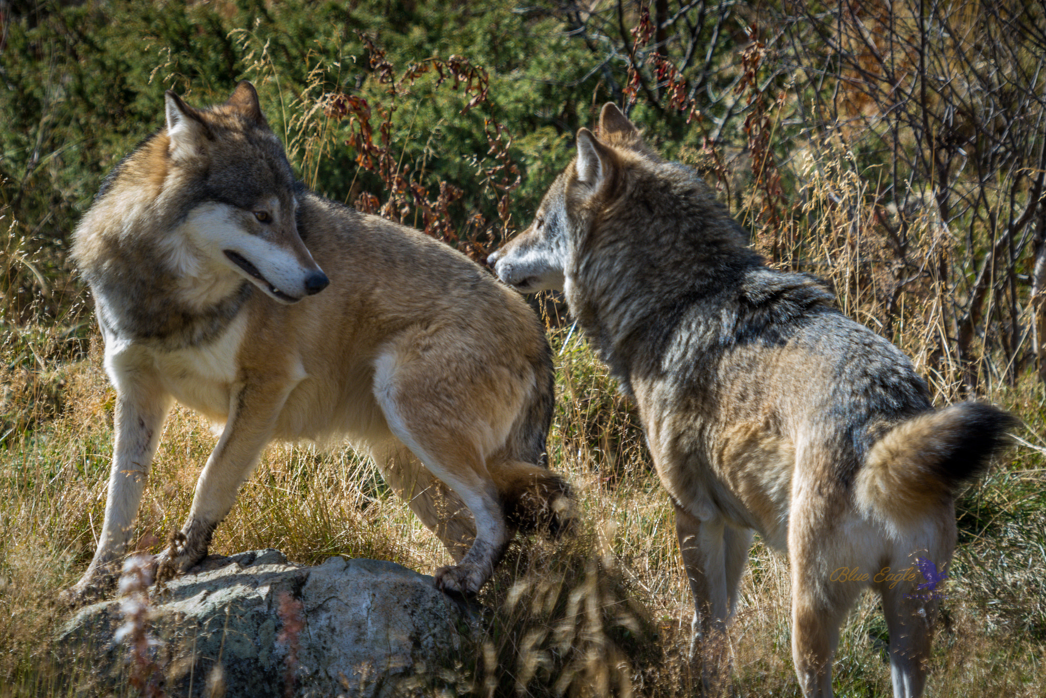 Nikon D7200 + Sigma 50-500mm F4-6.3 EX APO RF HSM sample photo. Bad wolf photography