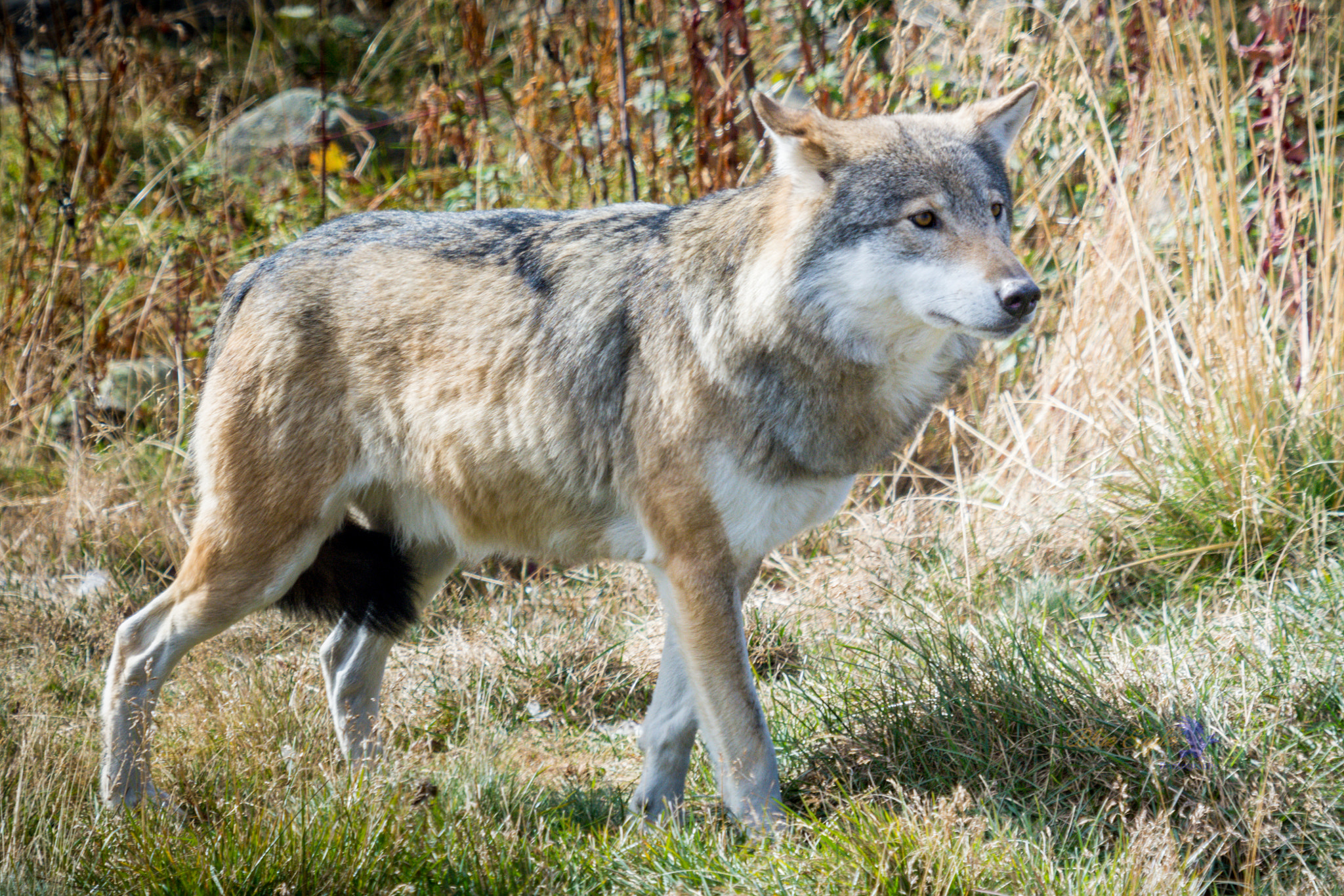 Sigma 50-500mm F4-6.3 EX APO RF HSM sample photo. Hungry and scared photography