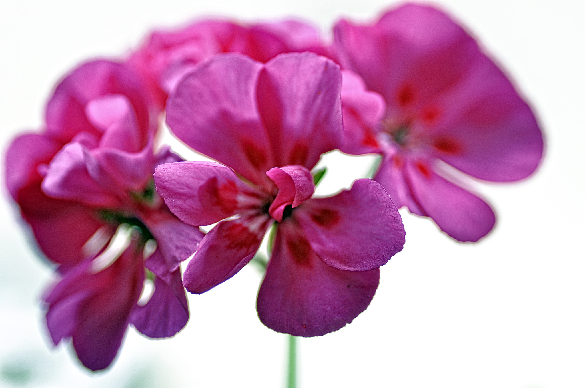 Nikon D5000 sample photo. Simply pink photography