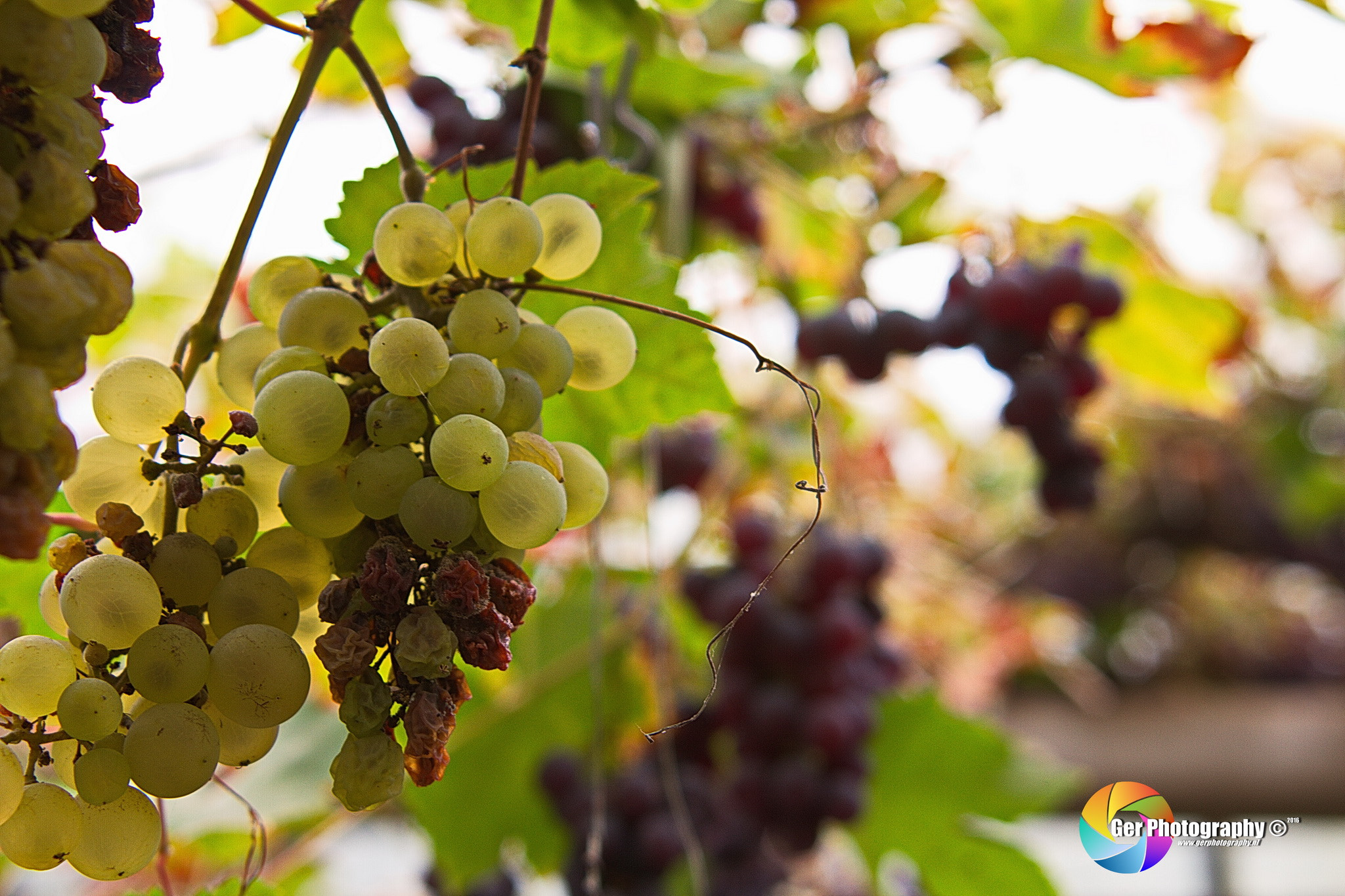 Canon EOS 7D + Tamron AF 28-300mm F3.5-6.3 XR Di LD Aspherical (IF) Macro sample photo. Overripe grapes photography