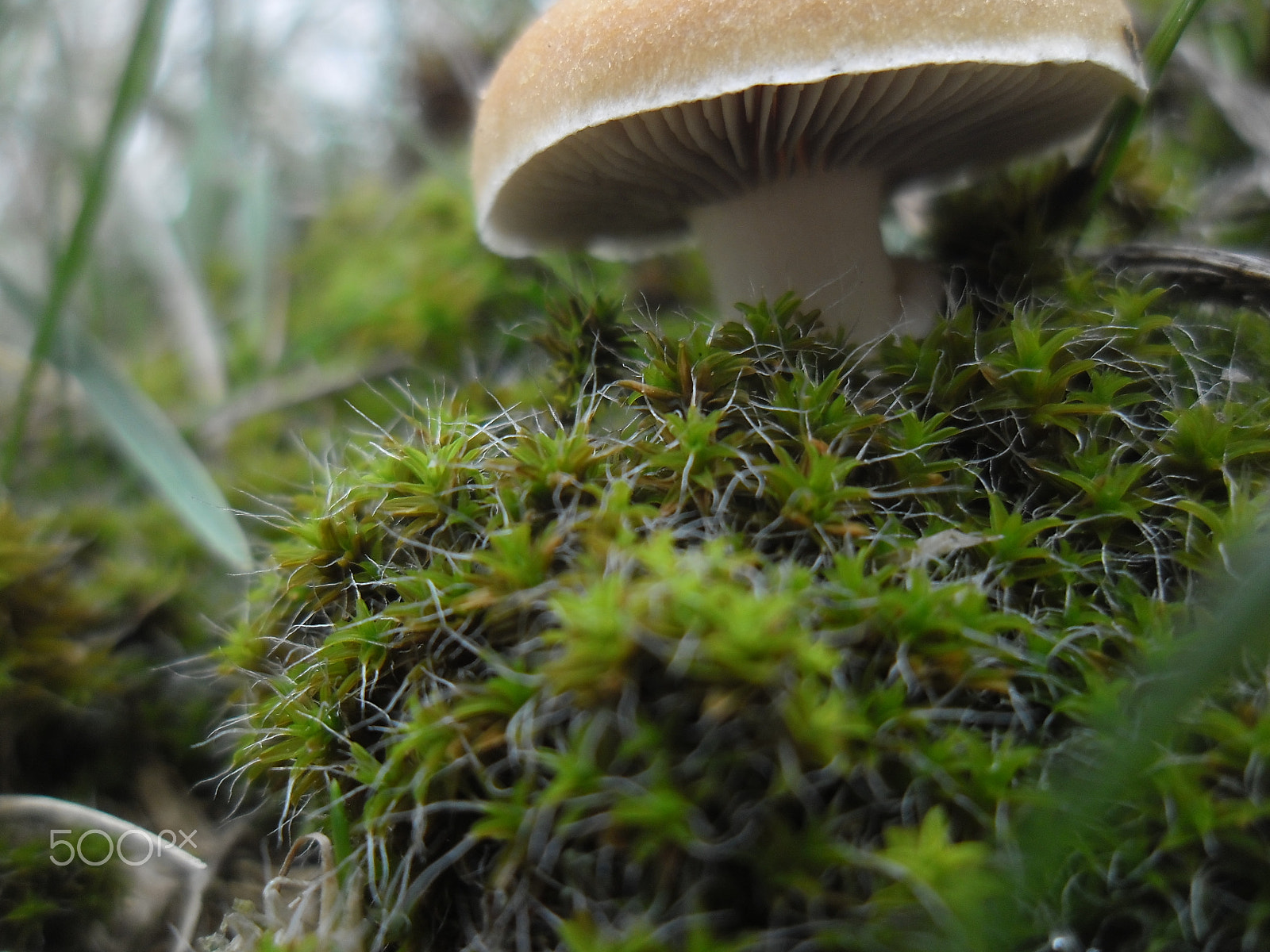 Samsung ES90/ ES91 sample photo. " mushroom "... photography