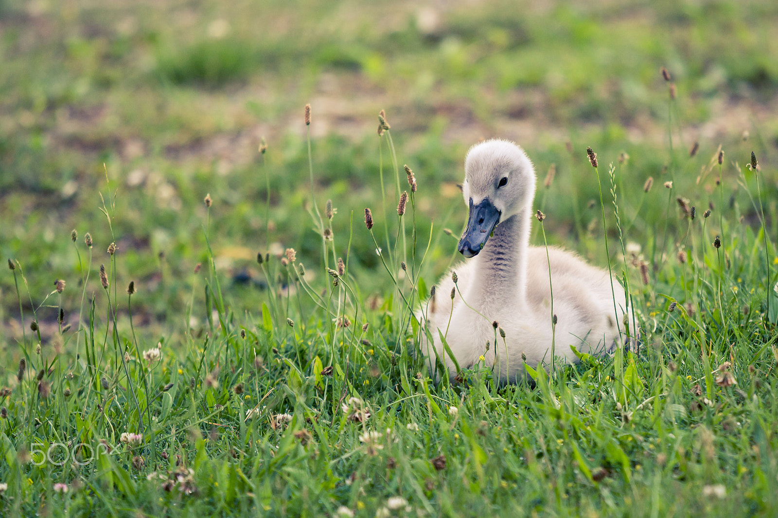 Canon EF 70-200mm F4L IS USM sample photo. Relaxed cygnet photography