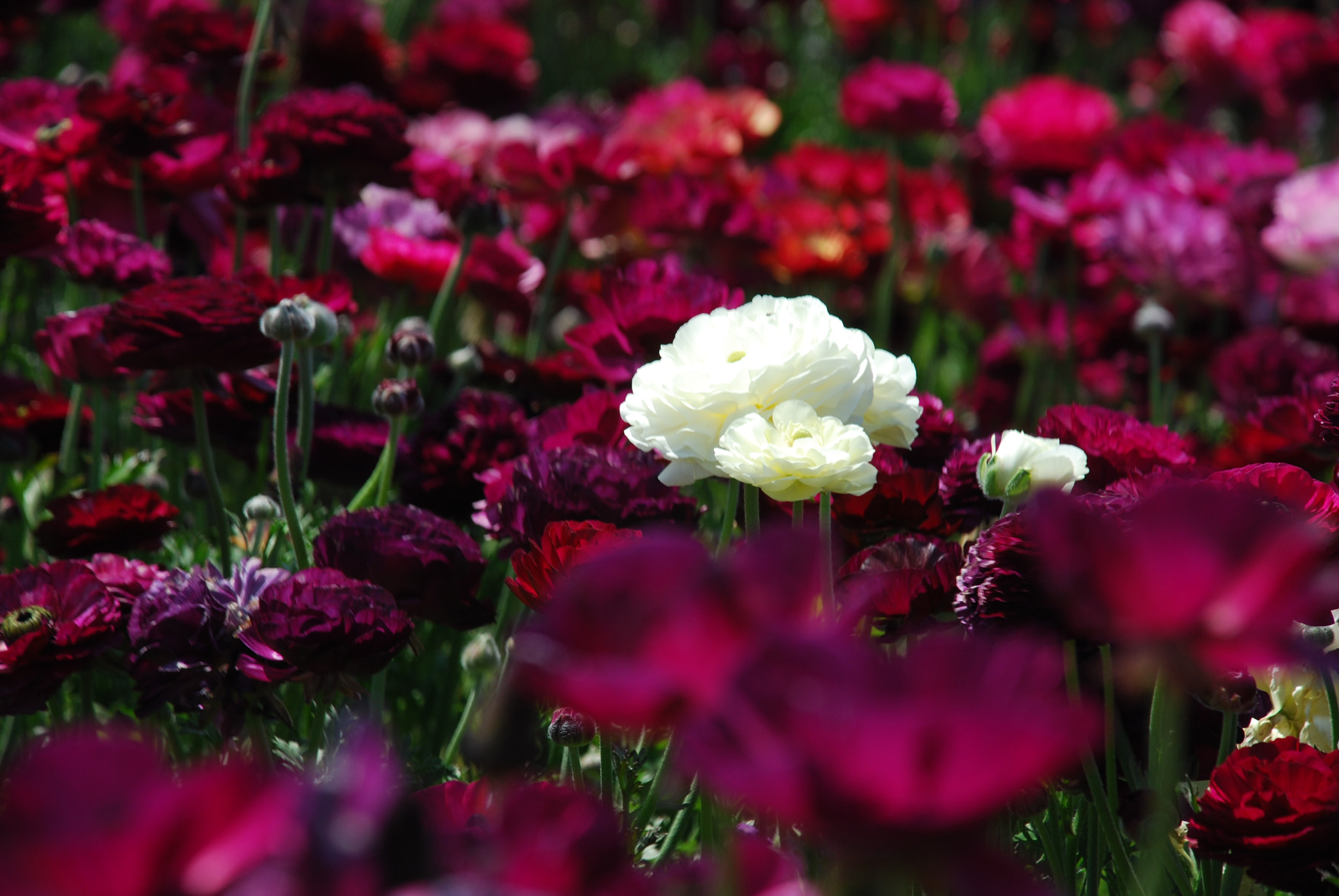 Nikon D40X sample photo. White in a sea of purple photography