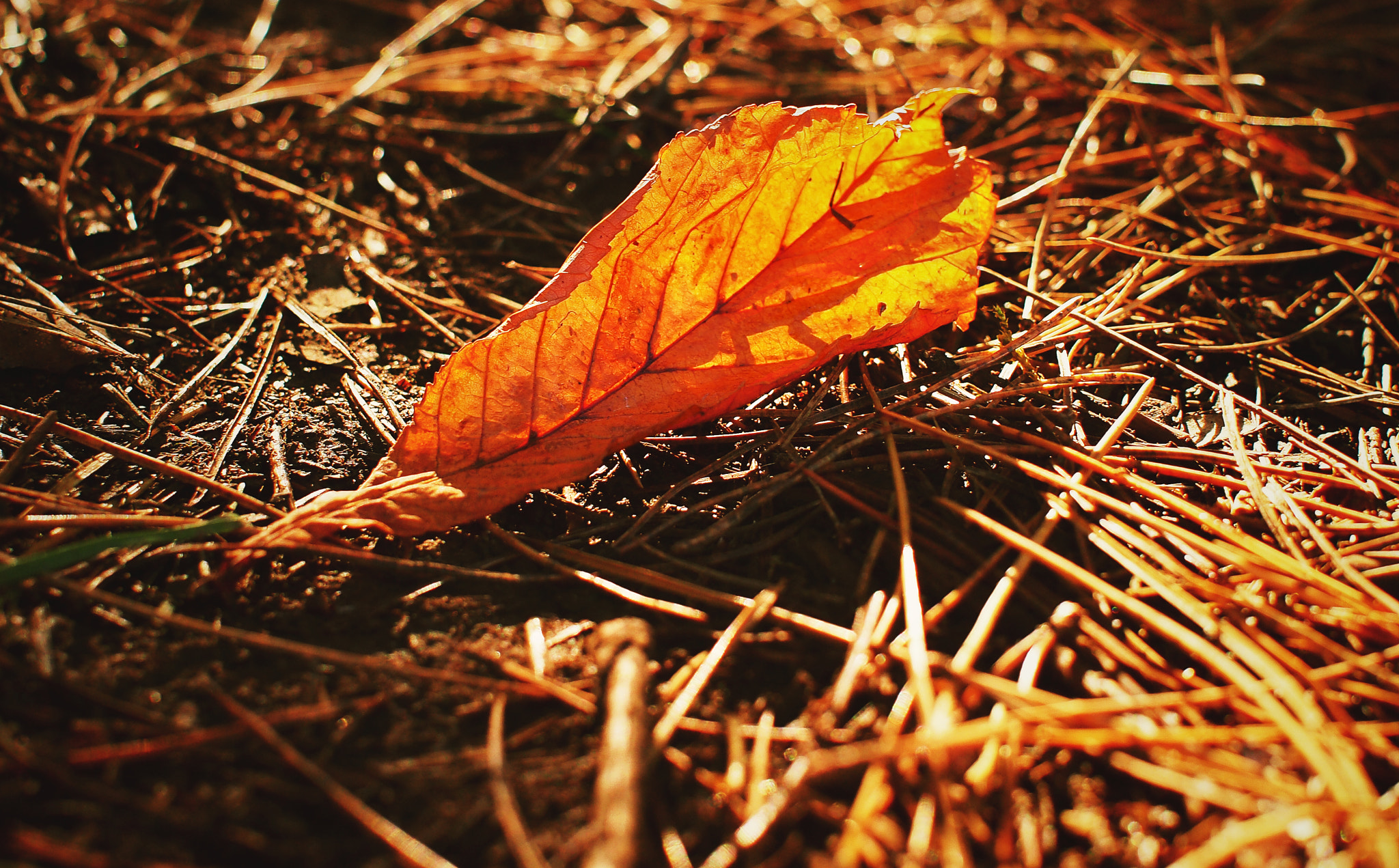 Sigma 30mm F2.8 EX DN sample photo. Autumn 14 photography