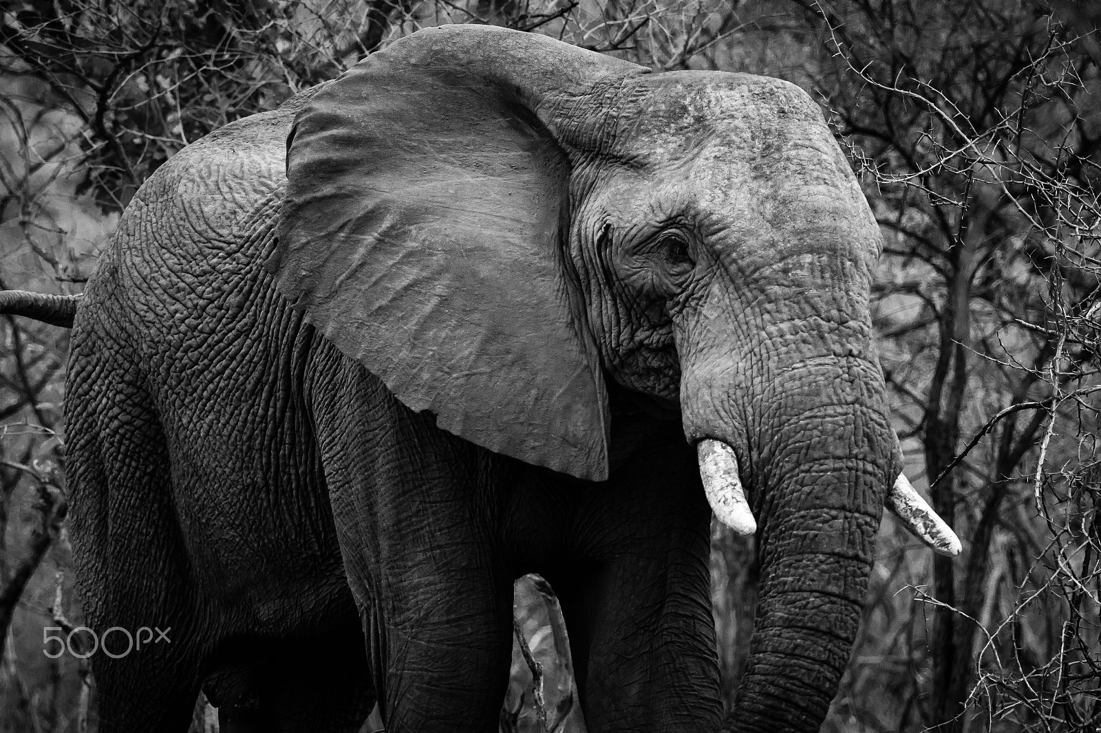 Canon EF 70-200mm F2.8L IS II USM sample photo. South africa 2016 photography