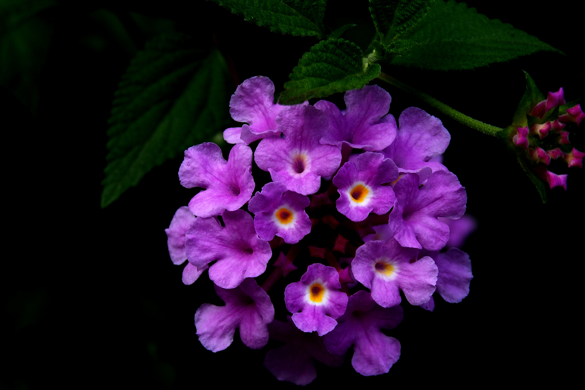 Olympus SZ-17 sample photo. Lantana photography