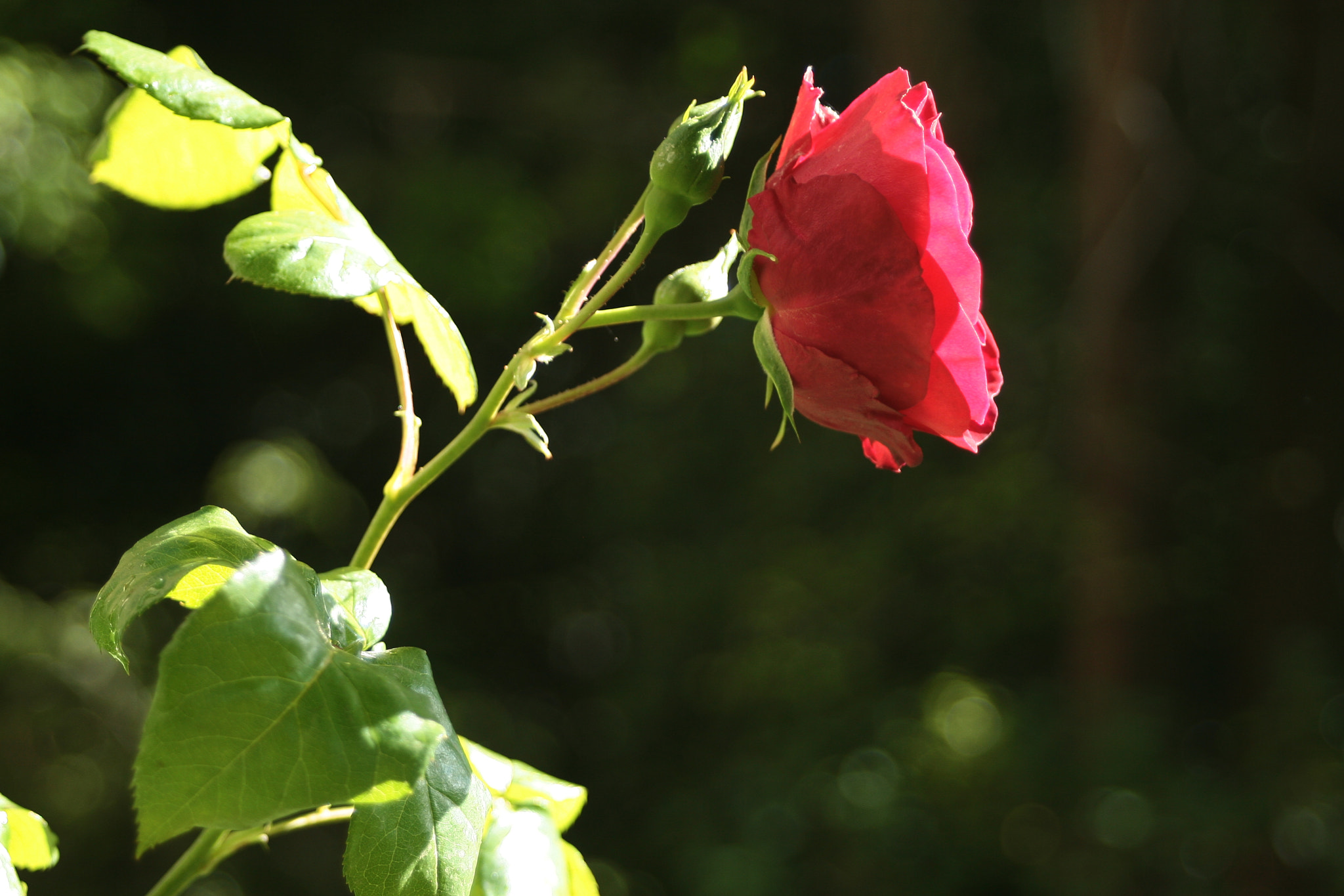 Canon EF 28-80mm f/3.5-5.6 USM IV sample photo. Red flower photography