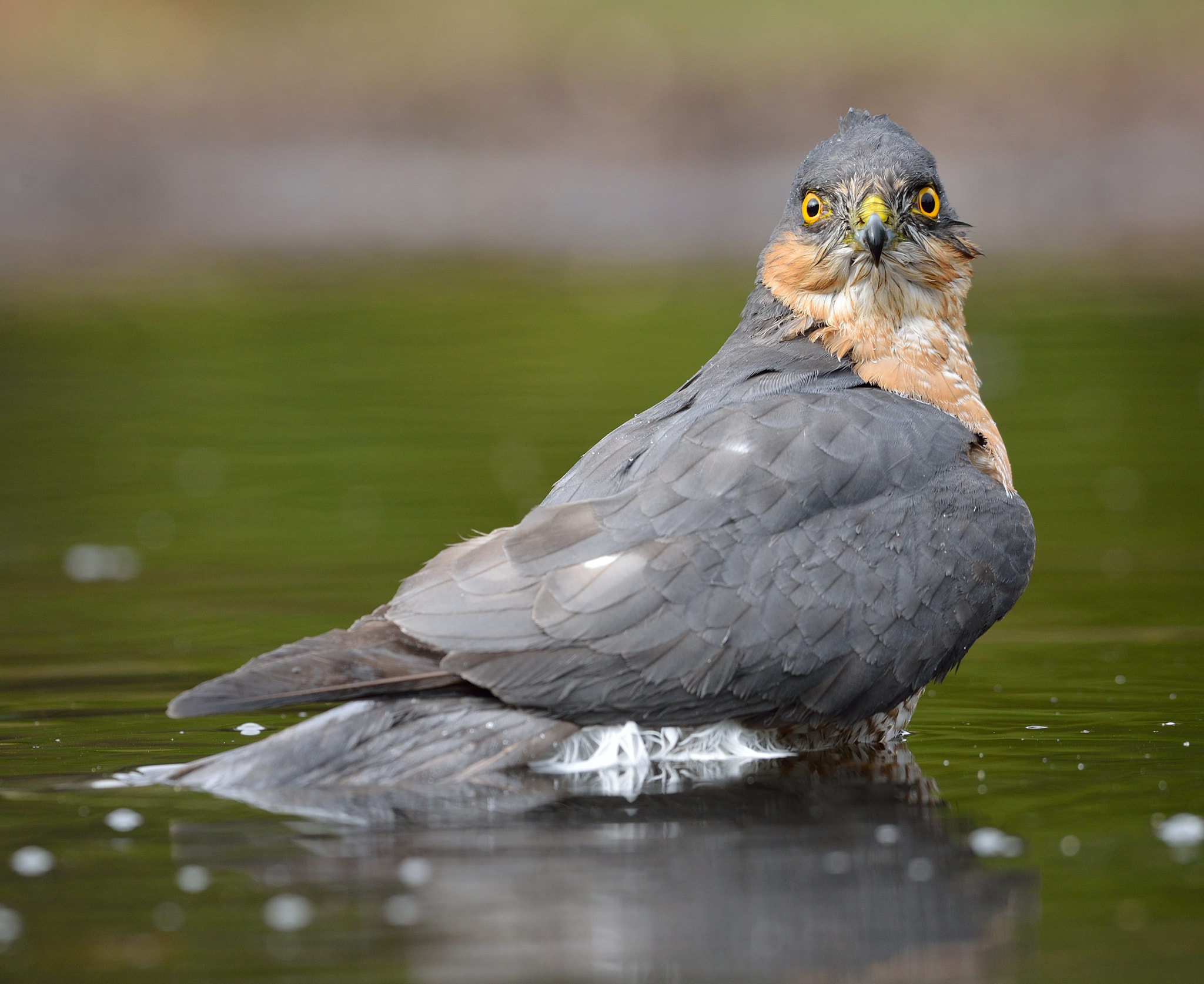 Nikon D600 + Nikon AF-S Nikkor 500mm F4G ED VR sample photo. Sperwer photography