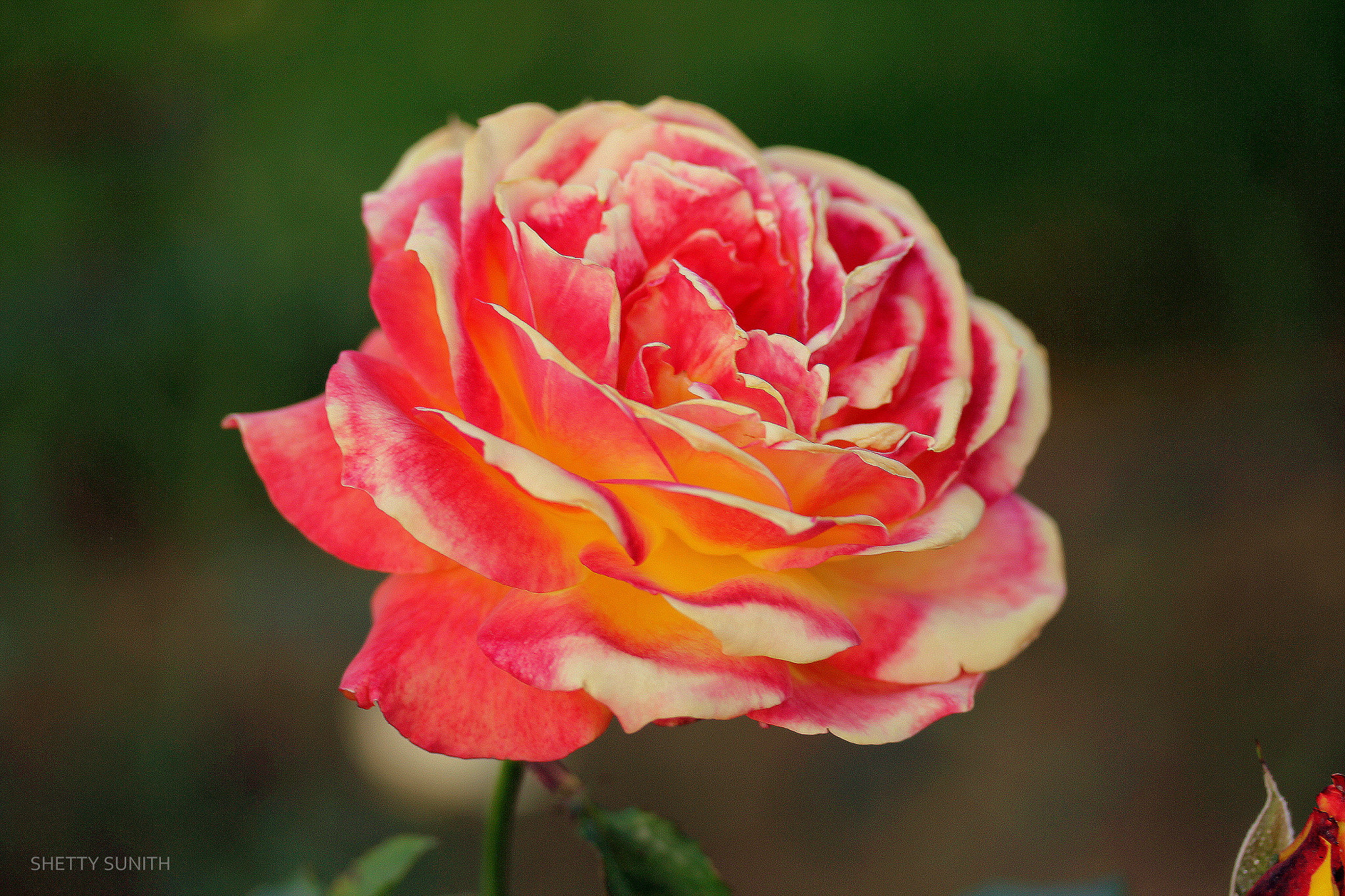 Canon EOS 550D (EOS Rebel T2i / EOS Kiss X4) + Canon EF-S 60mm F2.8 Macro USM sample photo. Sweet rose.. photography