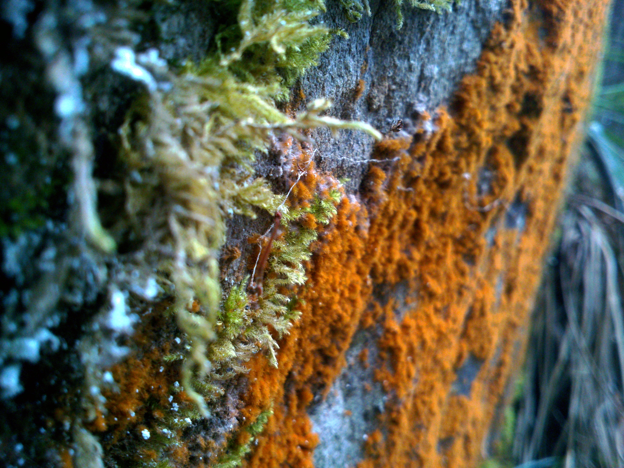Sony Xperia P sample photo. Red lichens photography