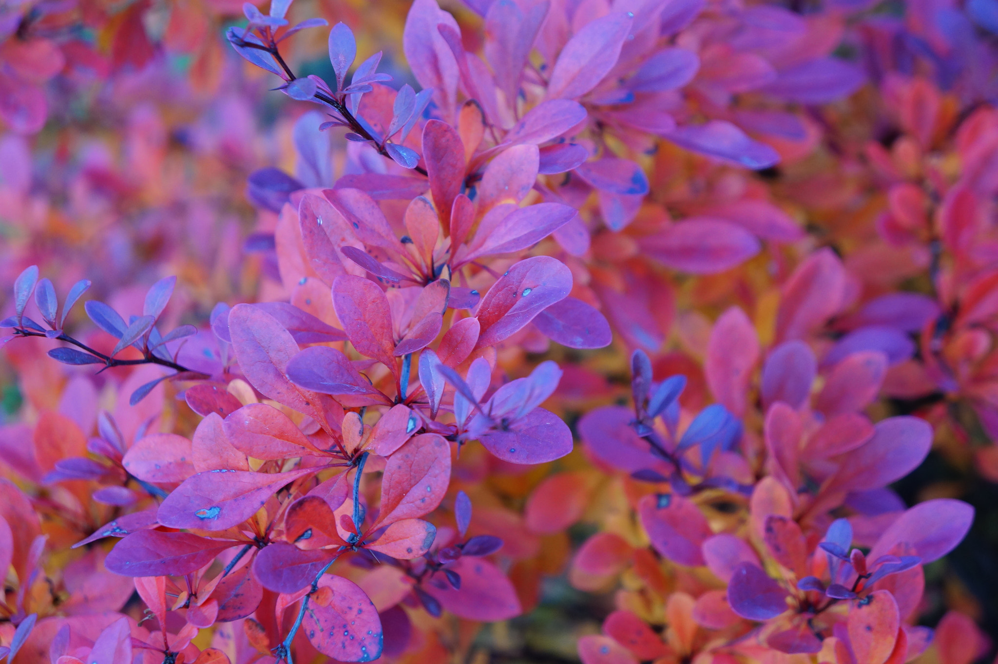 Sony FE 28-70mm F3.5-5.6 OSS sample photo. Colorful leafs photography