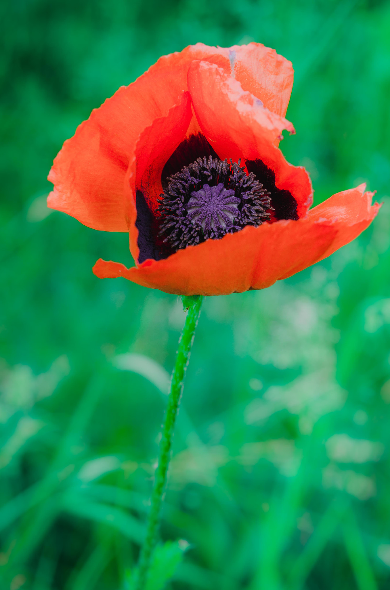 Nikon AF-S Micro-Nikkor 60mm F2.8G ED sample photo. Poppy photography