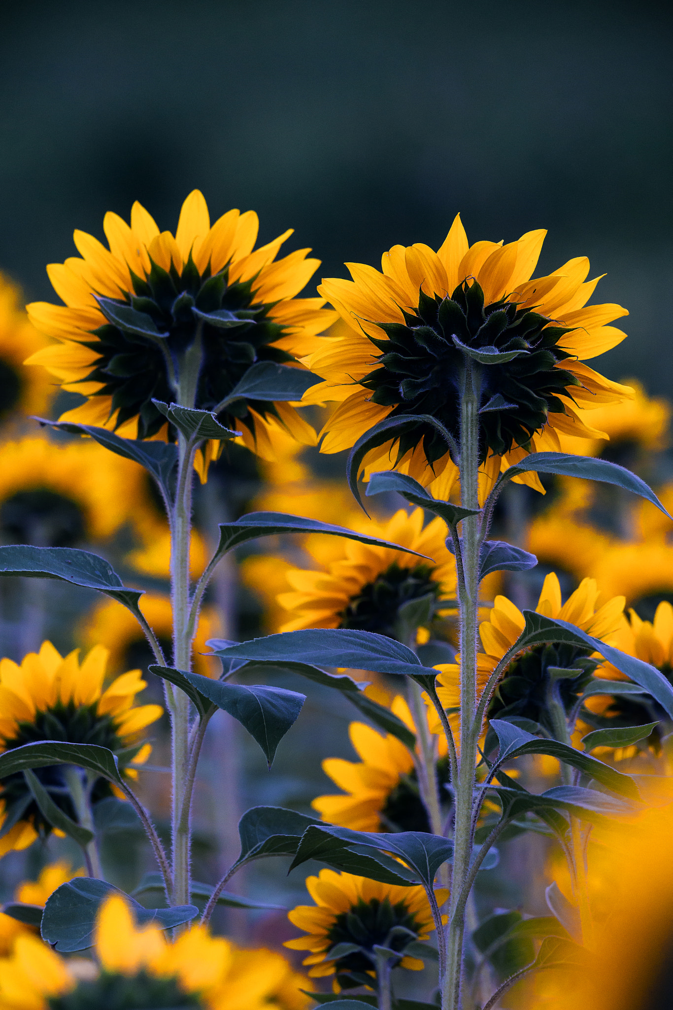 Sony 70-400mm F4-5.6 G SSM II sample photo. Flipside photography