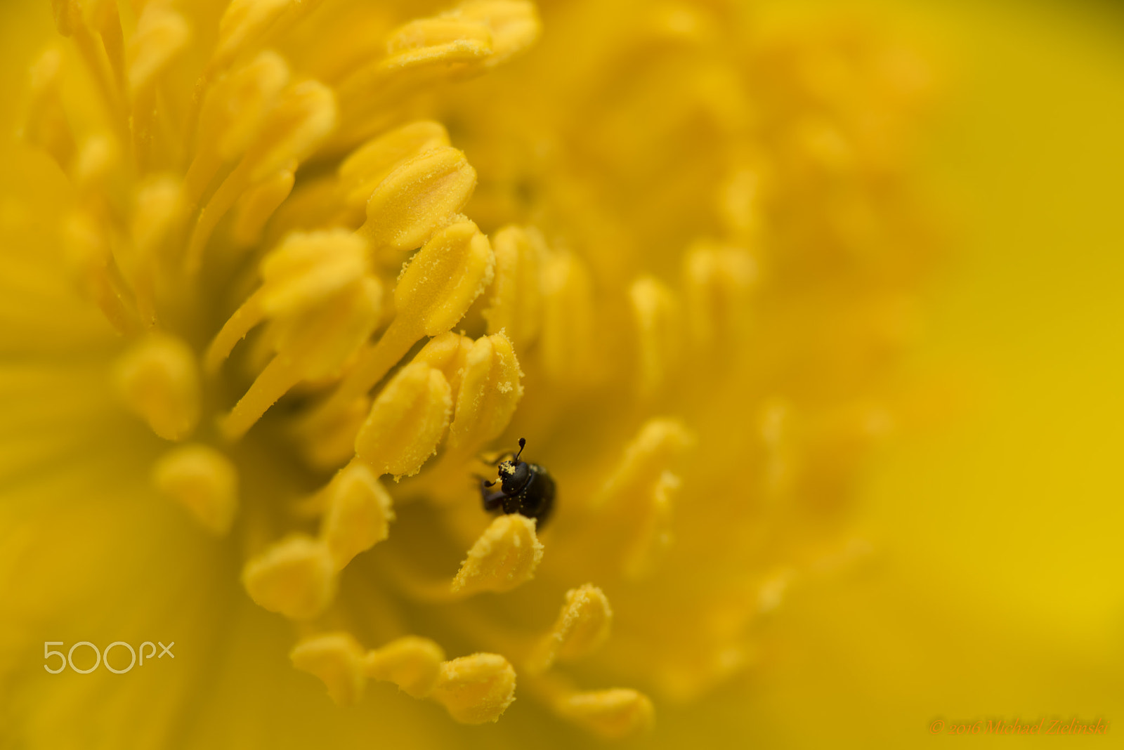 Sigma 150mm F2.8 EX DG OS Macro HSM sample photo. Sumpfdotterblume photography
