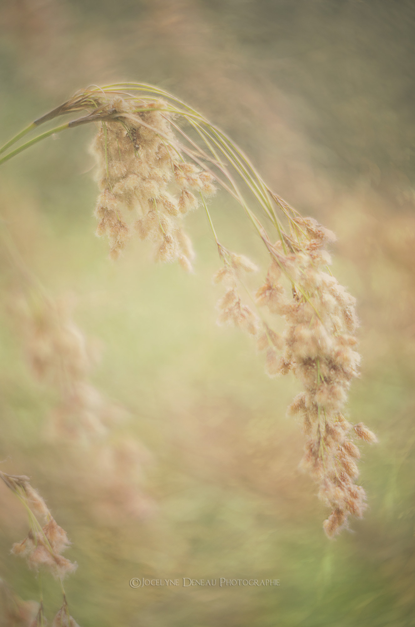 Pentax K-5 sample photo. Autumn grass photography