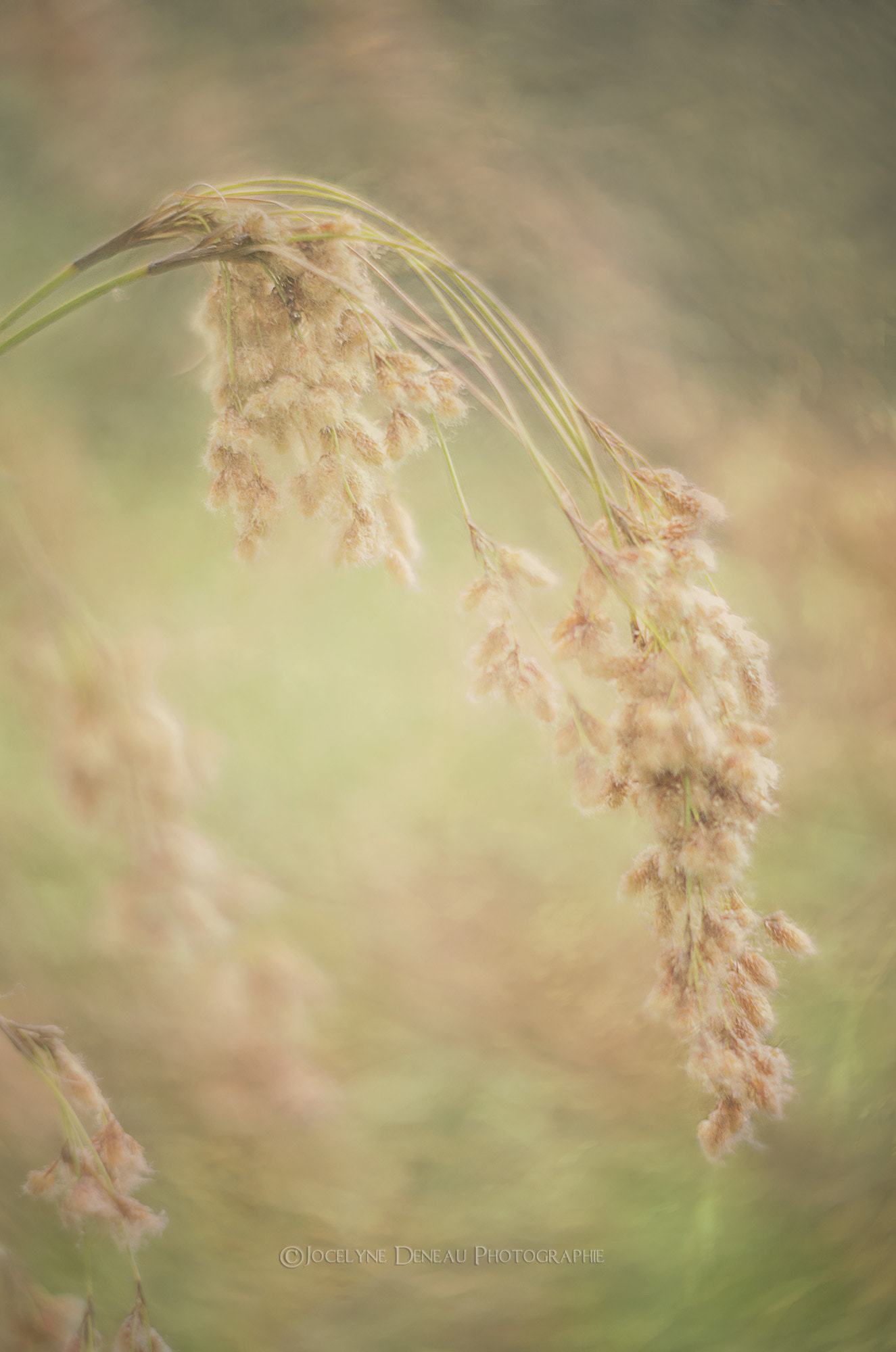 Pentax K-5 + Pentax smc DA 50mm F1.8 sample photo. Autumn grass photography