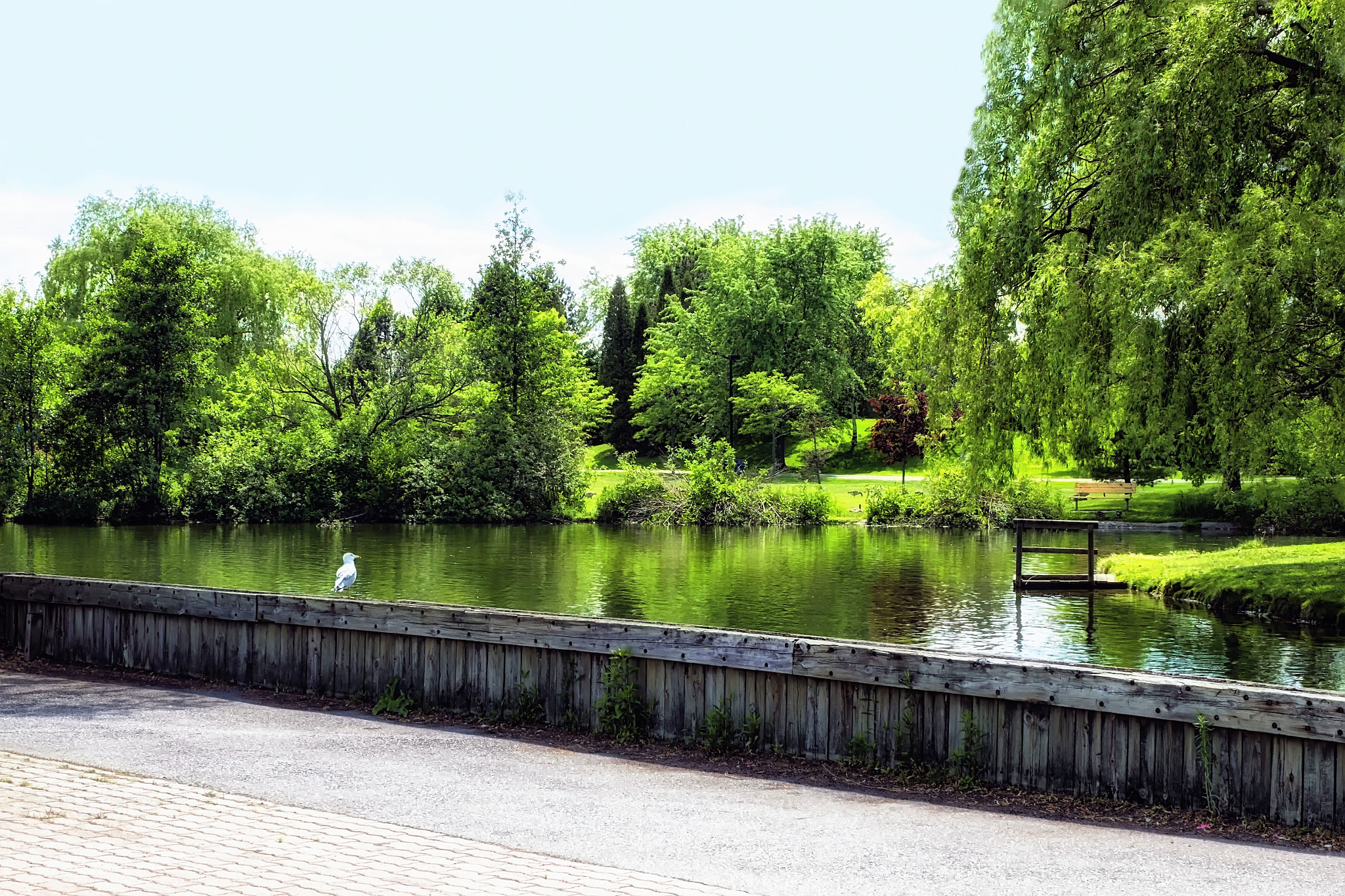 Fujifilm XC 16-50mm F3.5-5.6 OIS sample photo. J.c. saddington park photography