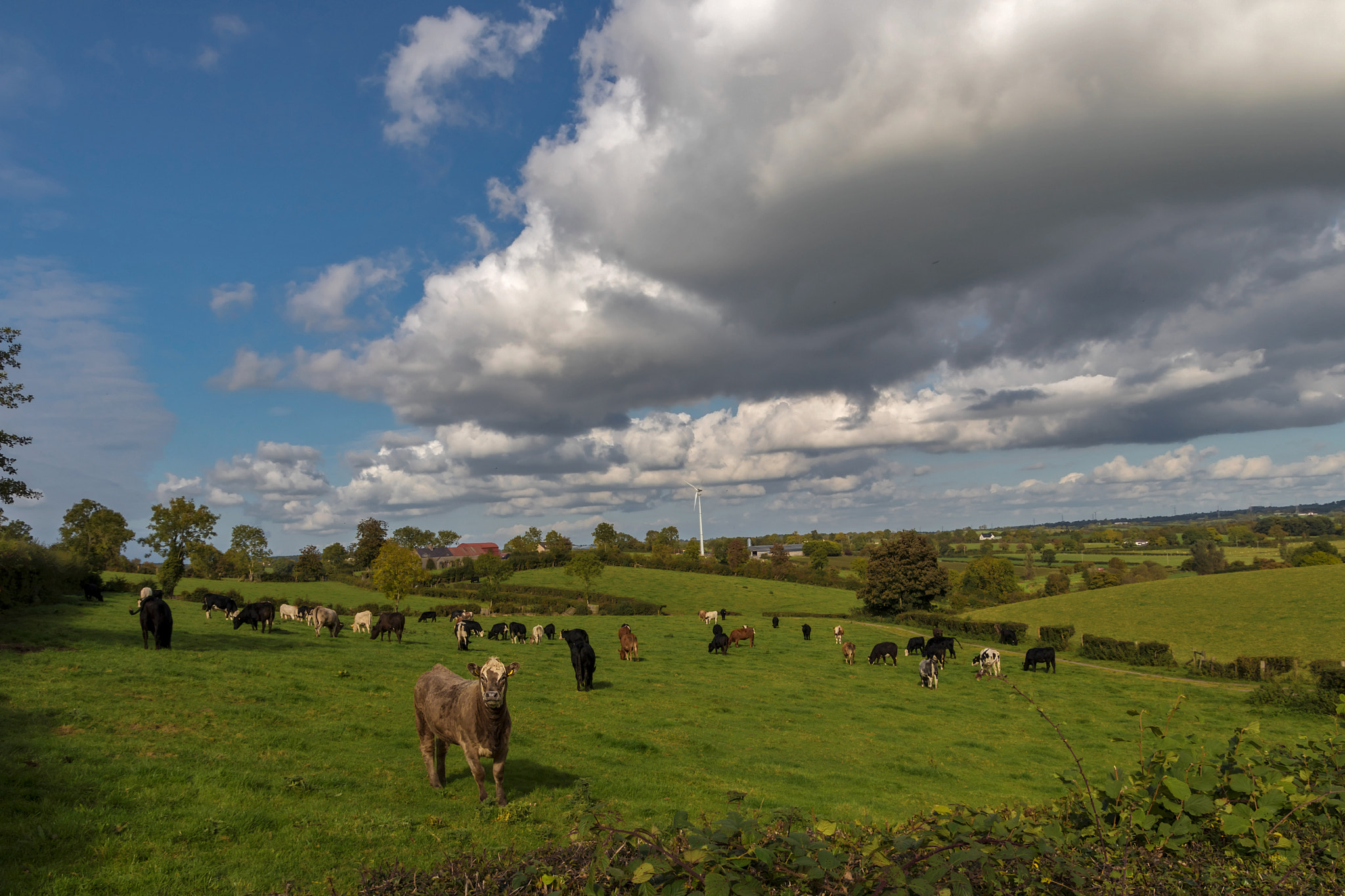 Canon EOS 80D + Sigma 17-70mm F2.8-4 DC Macro OS HSM | C sample photo. Cloud over the cattle photography
