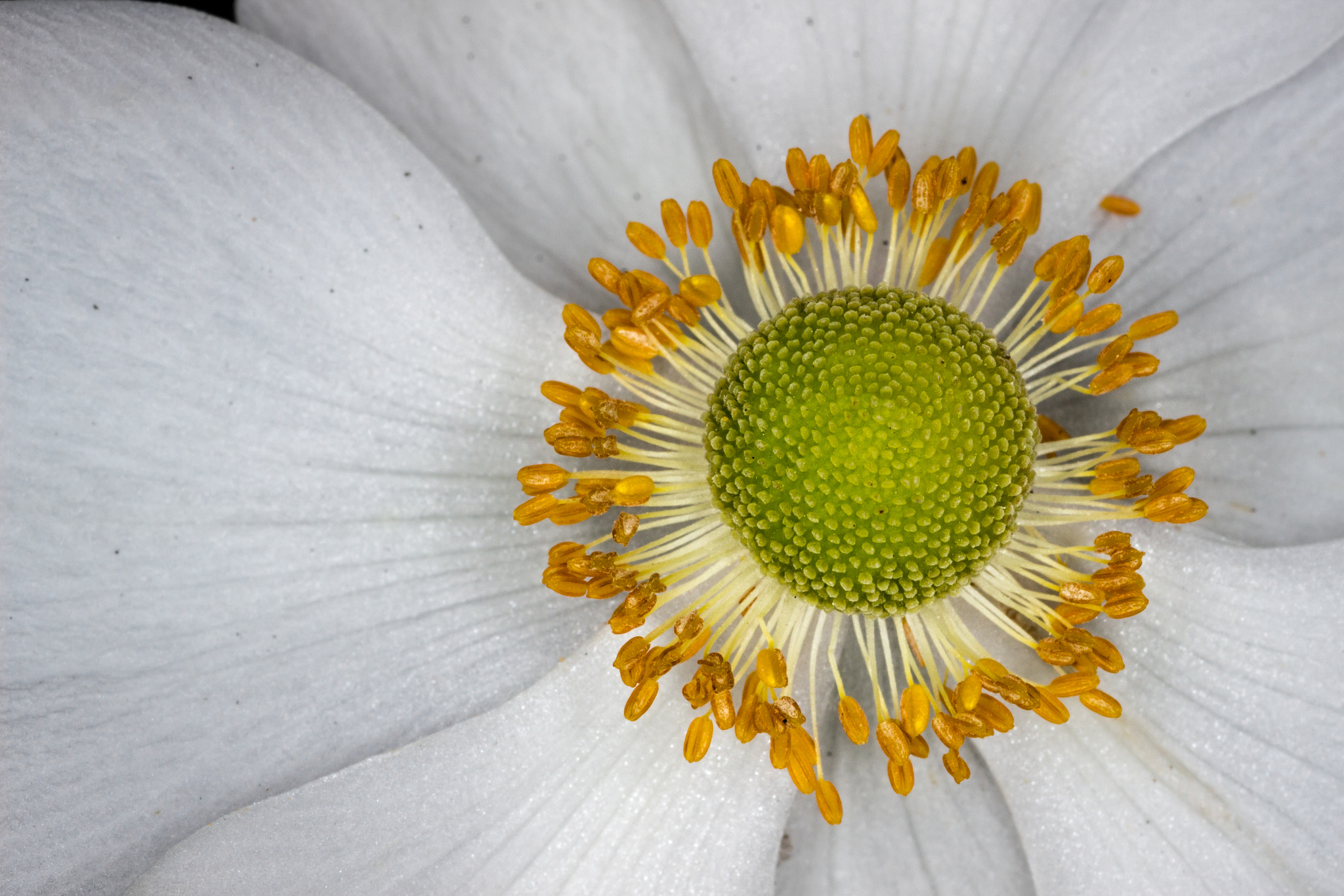 Canon EOS 600D (Rebel EOS T3i / EOS Kiss X5) + Tamron SP AF 90mm F2.8 Di Macro sample photo. Chinese windflower photography