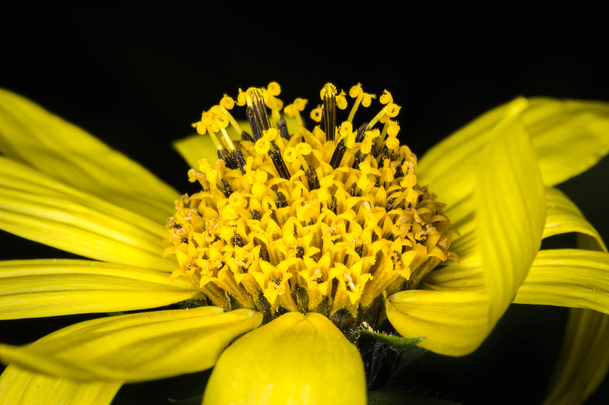 Canon EOS 600D (Rebel EOS T3i / EOS Kiss X5) + Tamron SP AF 90mm F2.8 Di Macro sample photo. Yellow bush daisy ii photography