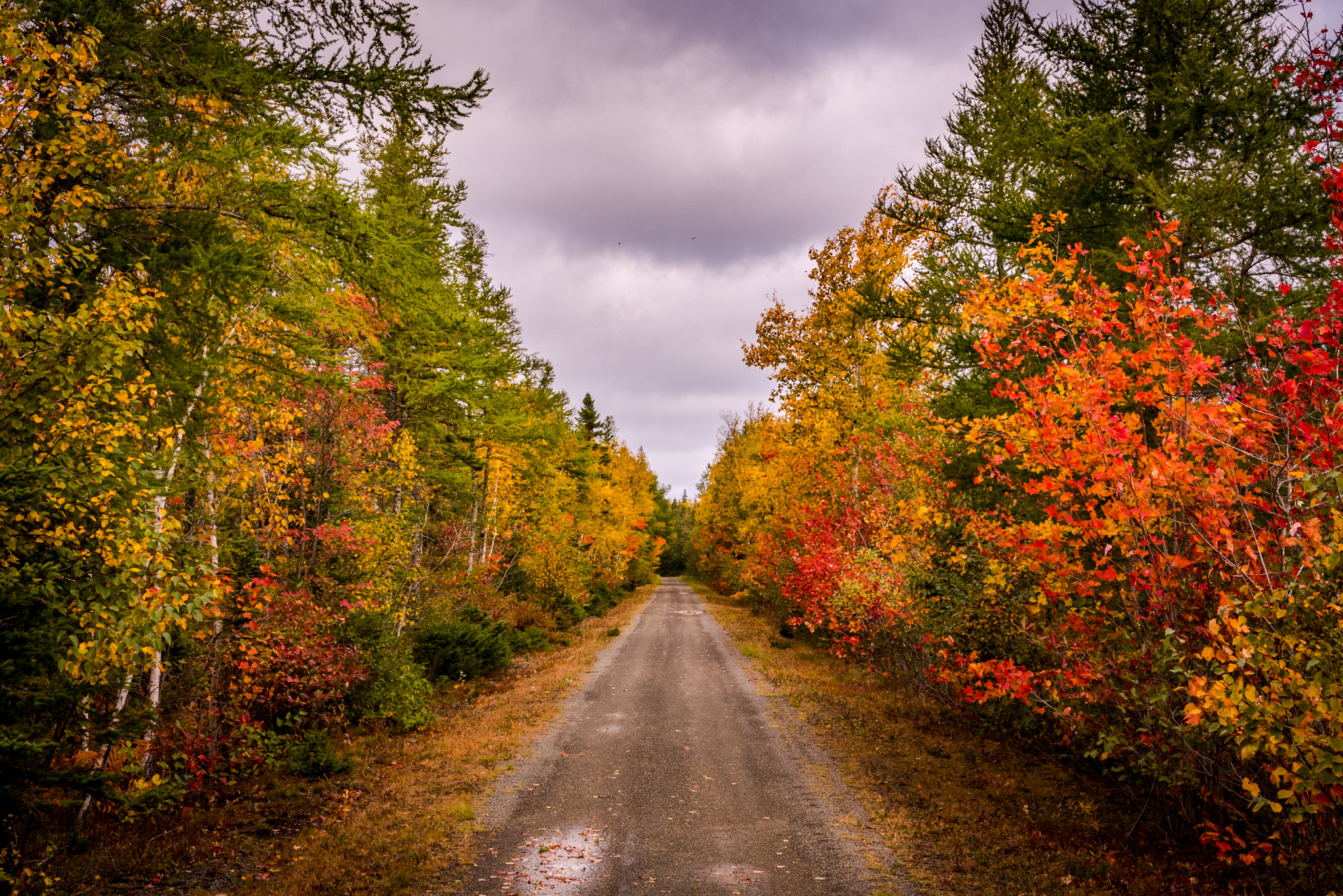 Sigma 17-50mm F2.8 EX DC OS HSM sample photo. Trans canada trail, cape breton. photography