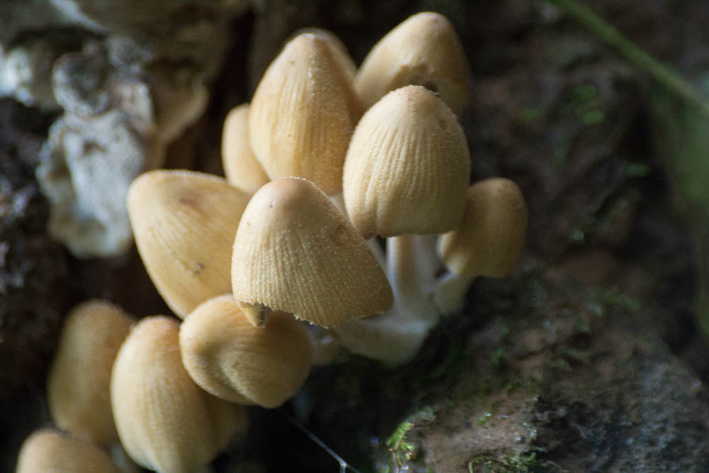 Sigma 70-300mm F4-5.6 APO DG Macro sample photo. Mushrooms photography